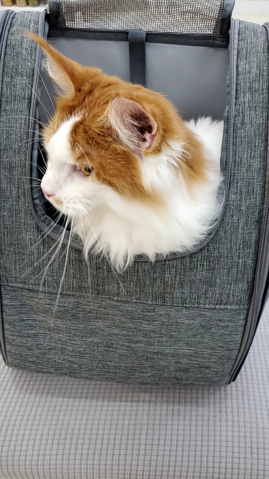 귀염둥이 호비(테니) 입양 1년이 되었습니다 