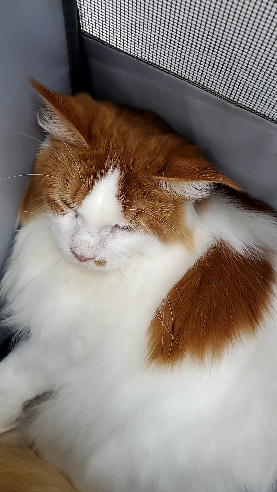 귀염둥이 호비(테니) 입양 1년이 되었습니다 