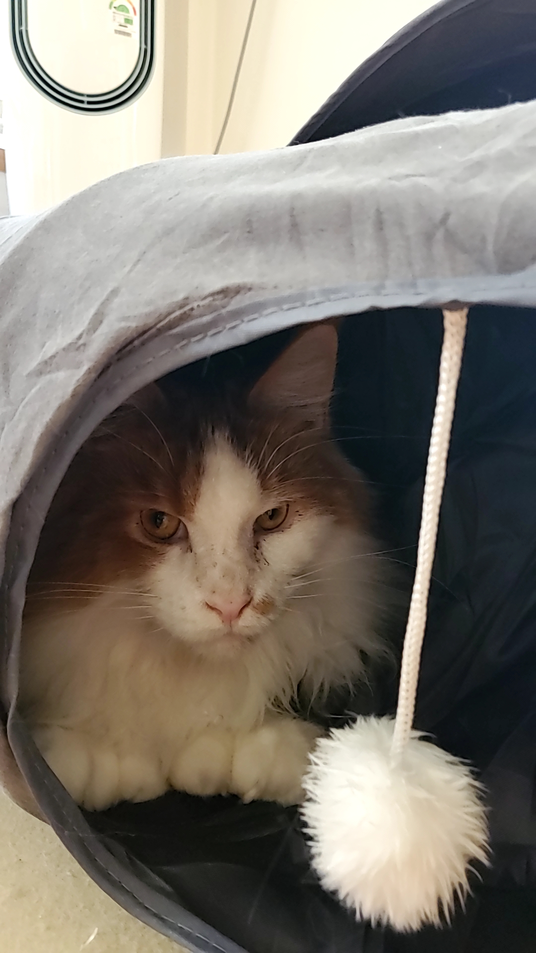 귀염둥이 호비(테니) 입양 1년이 되었습니다 