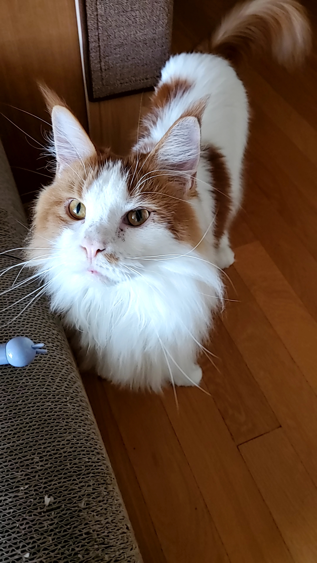 귀염둥이 호비(테니) 입양 1년이 되었습니다 