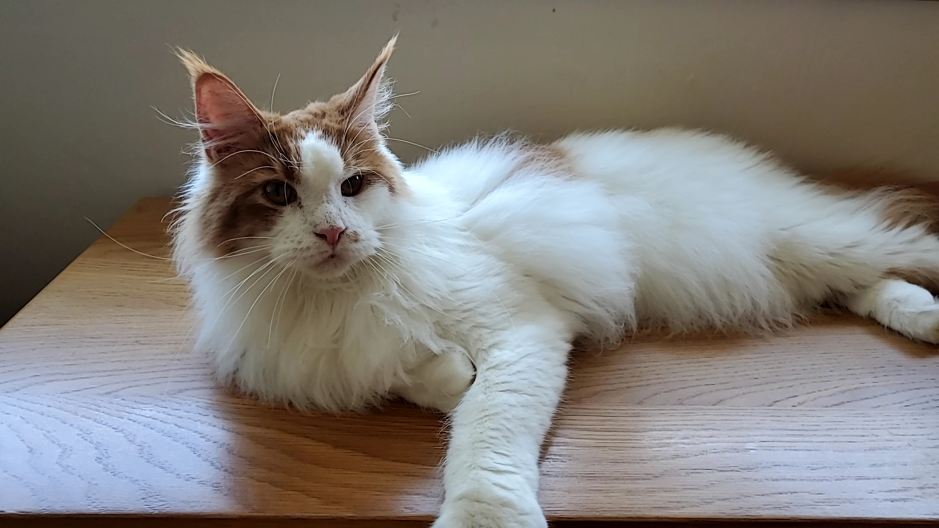 귀염둥이 호비(테니) 입양 1년이 되었습니다 