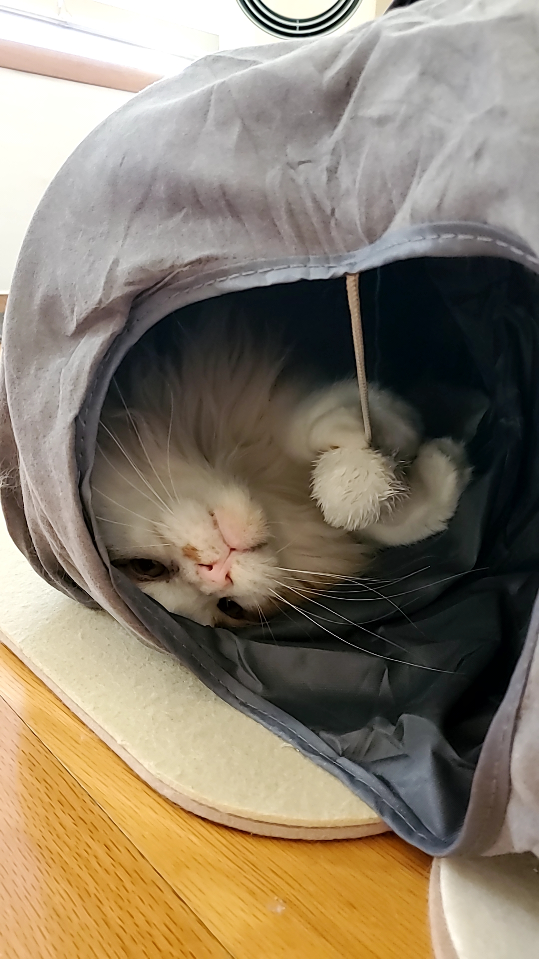 귀염둥이 호비(테니) 입양 1년이 되었습니다 