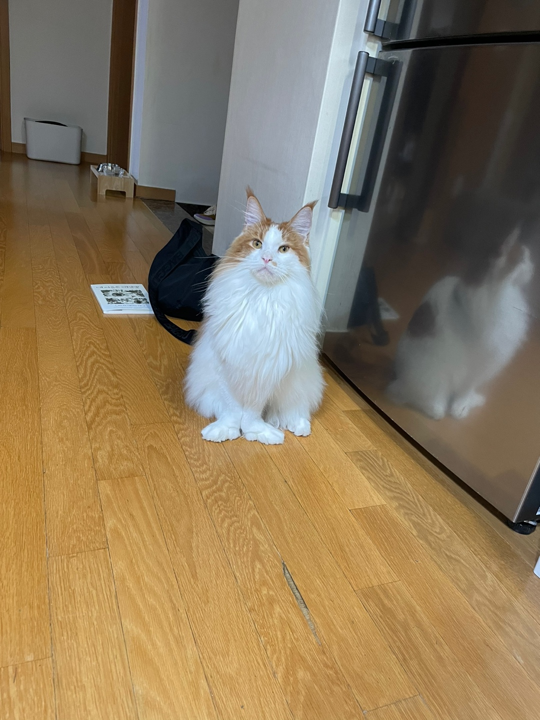 귀염둥이 호비(테니) 입양 1년이 되었습니다 