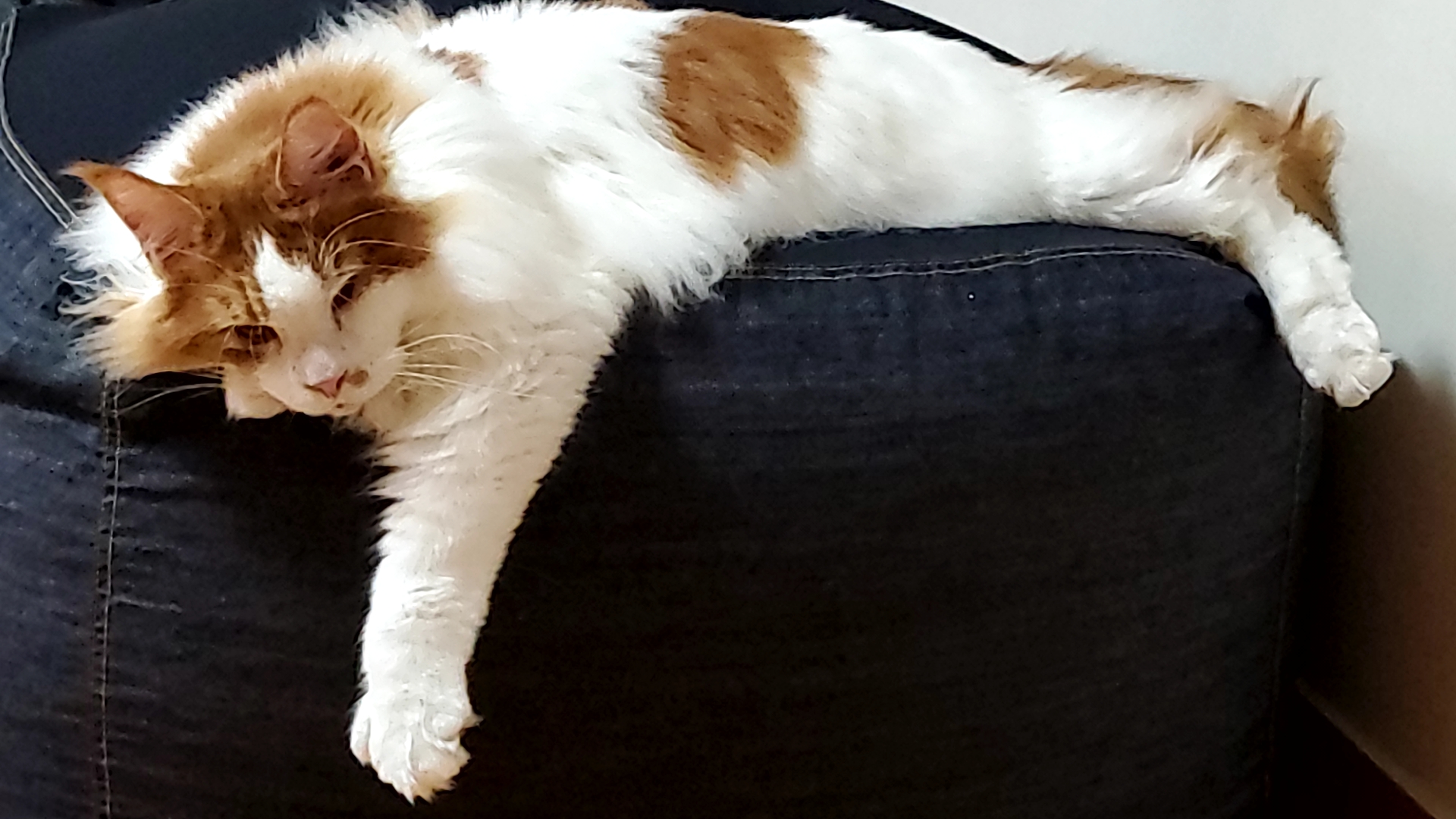 귀염둥이 호비(테니) 입양 1년이 되었습니다 