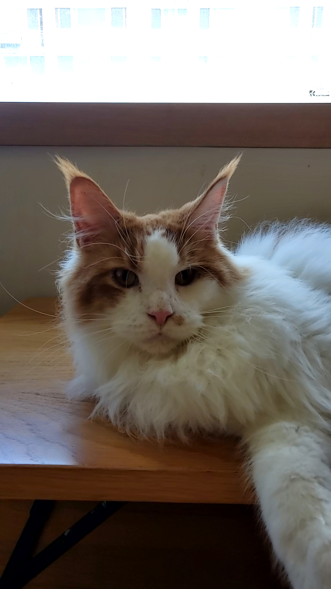 귀염둥이 호비(테니) 입양 1년이 되었습니다 