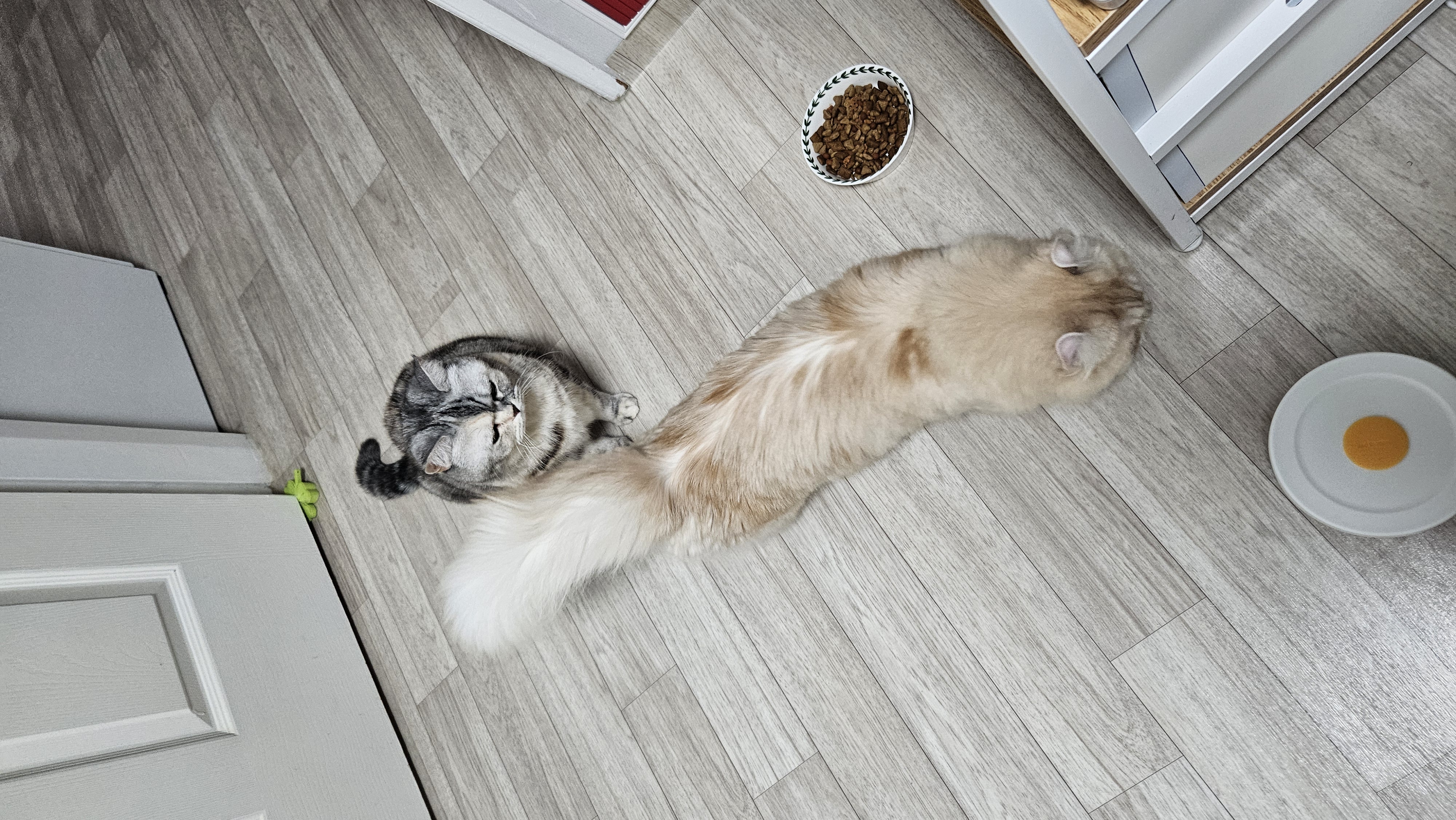 르네와 함께한 1년