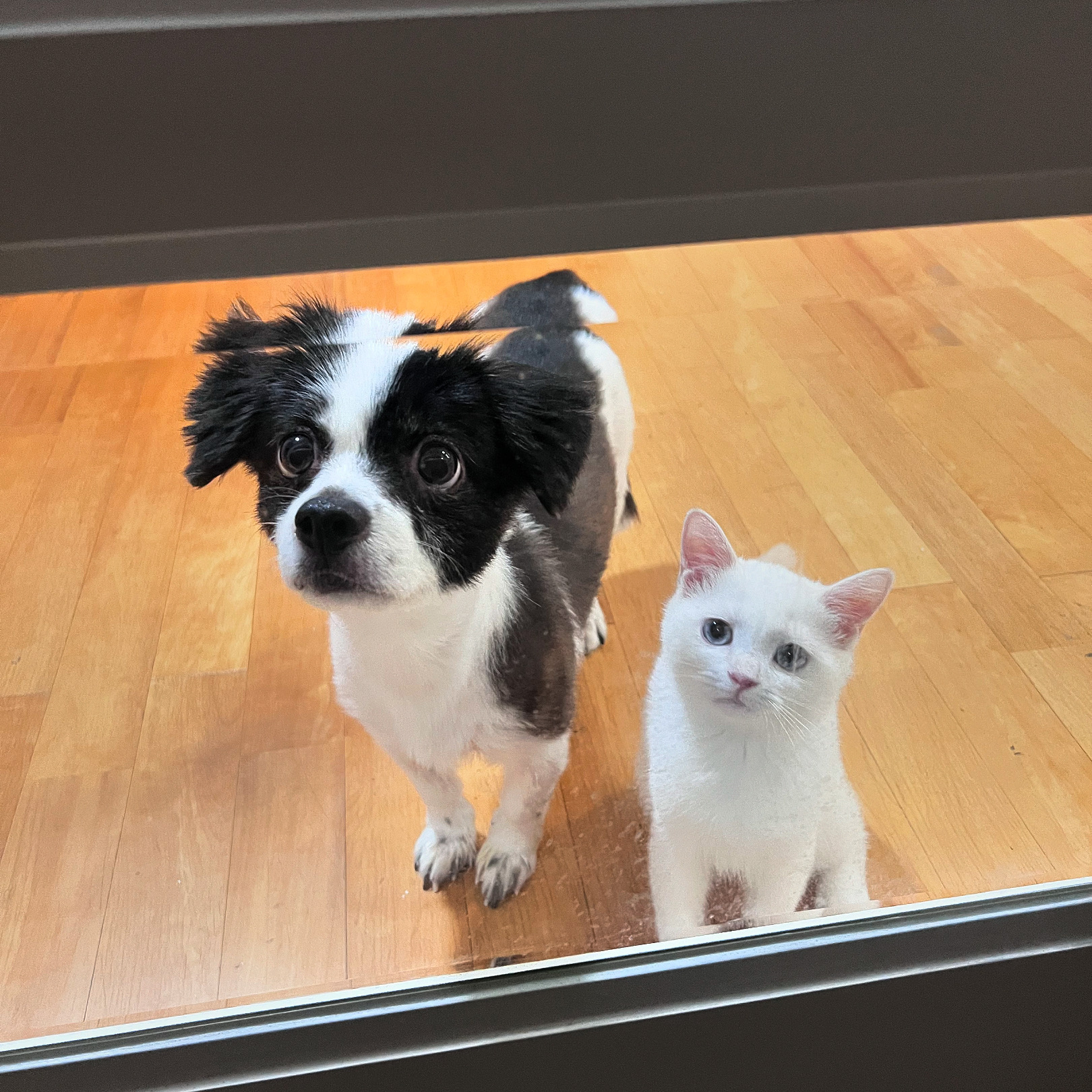 시유(구 모네) 잘 지내요