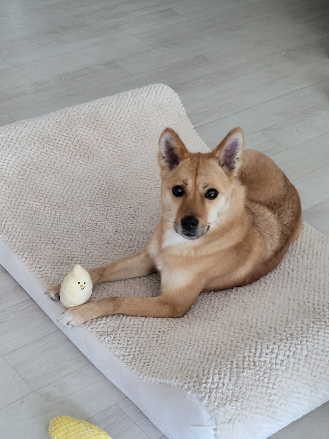 휘영이와 함께 한 첫 일주일