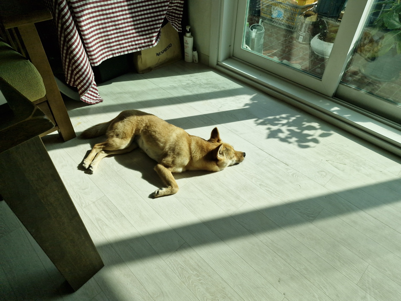 휘영이와 함께 한 첫 일주일