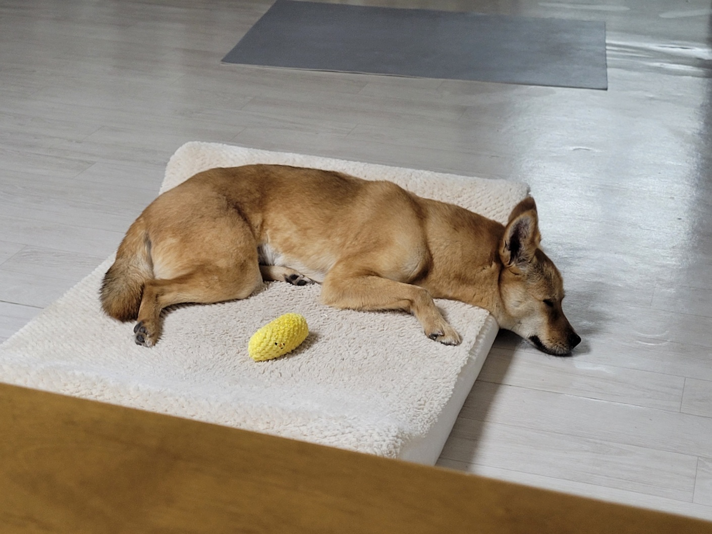 휘영이와 함께 한 첫 일주일