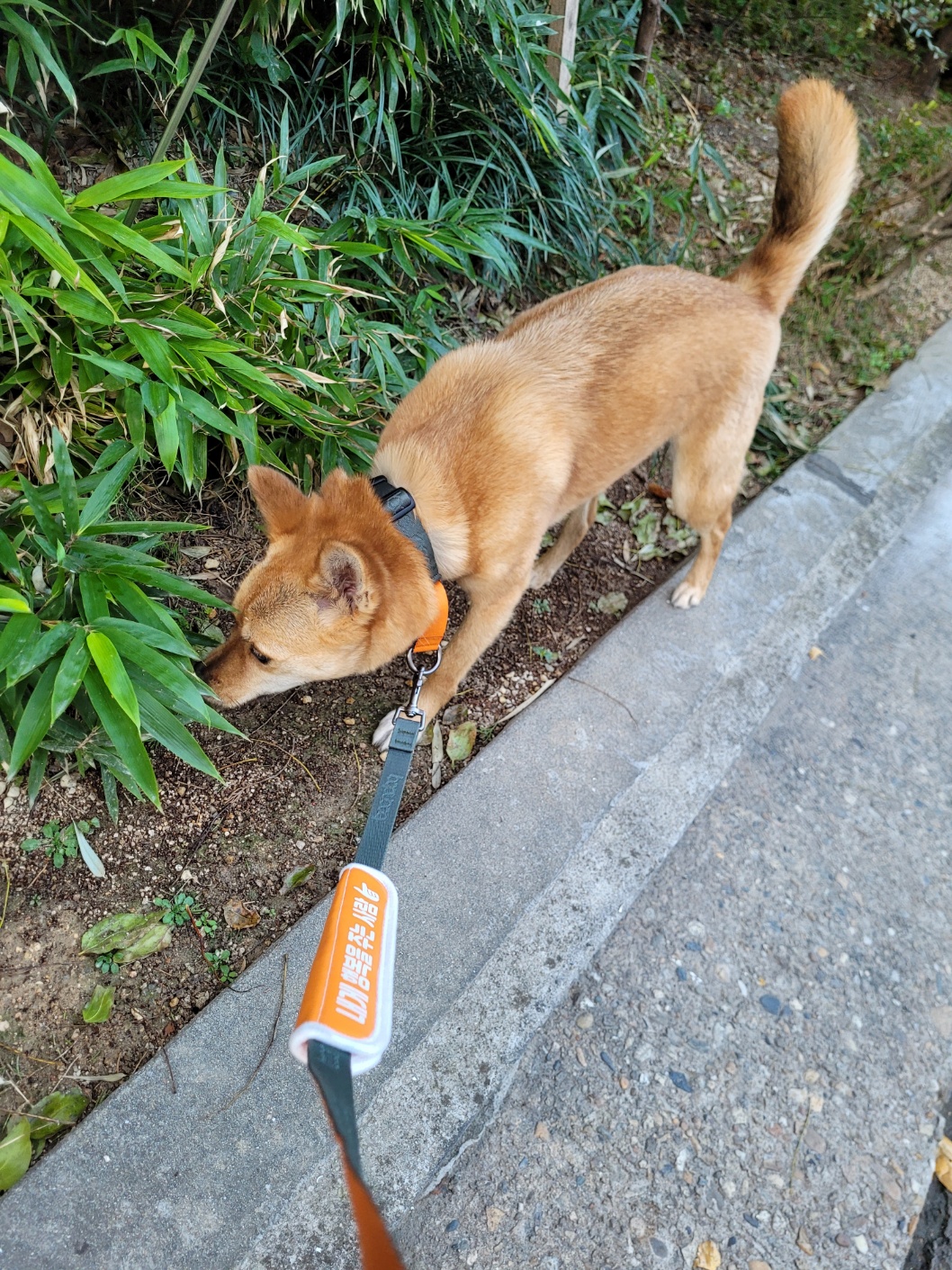 휘영이와 함께 한 첫 일주일