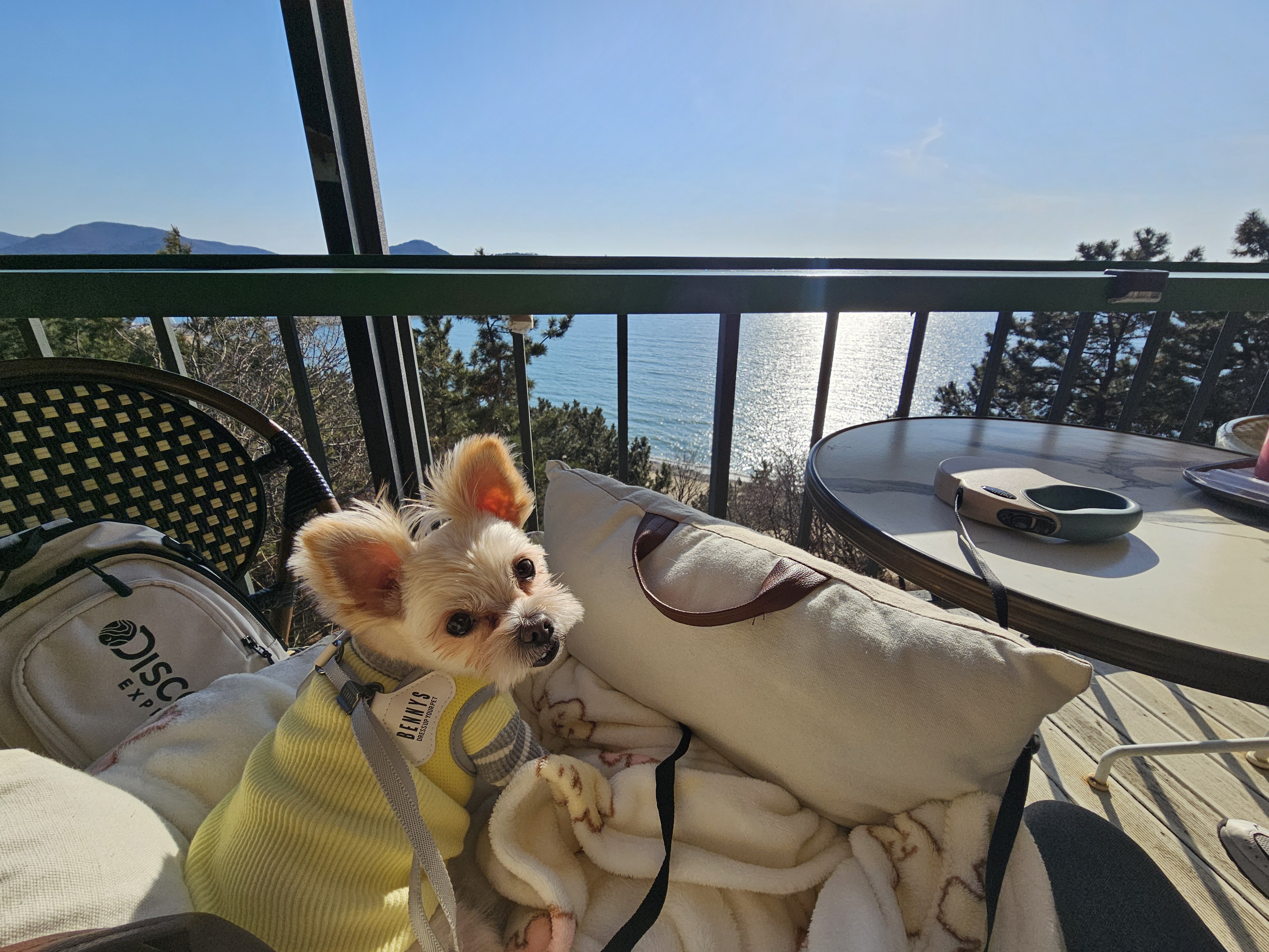 두식이(구엘디)입양2년 후기 