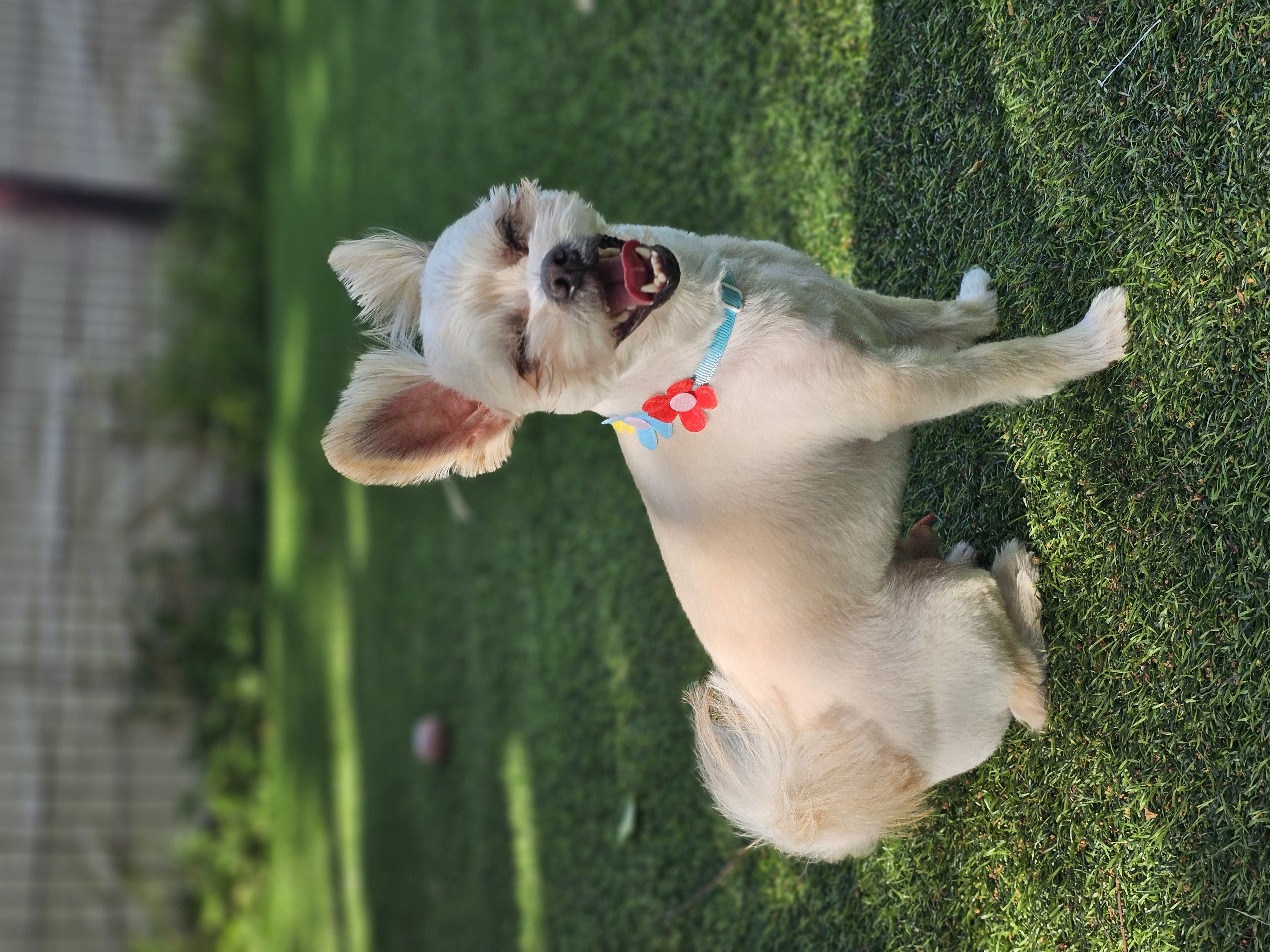 두식이(구엘디)입양2년 후기 