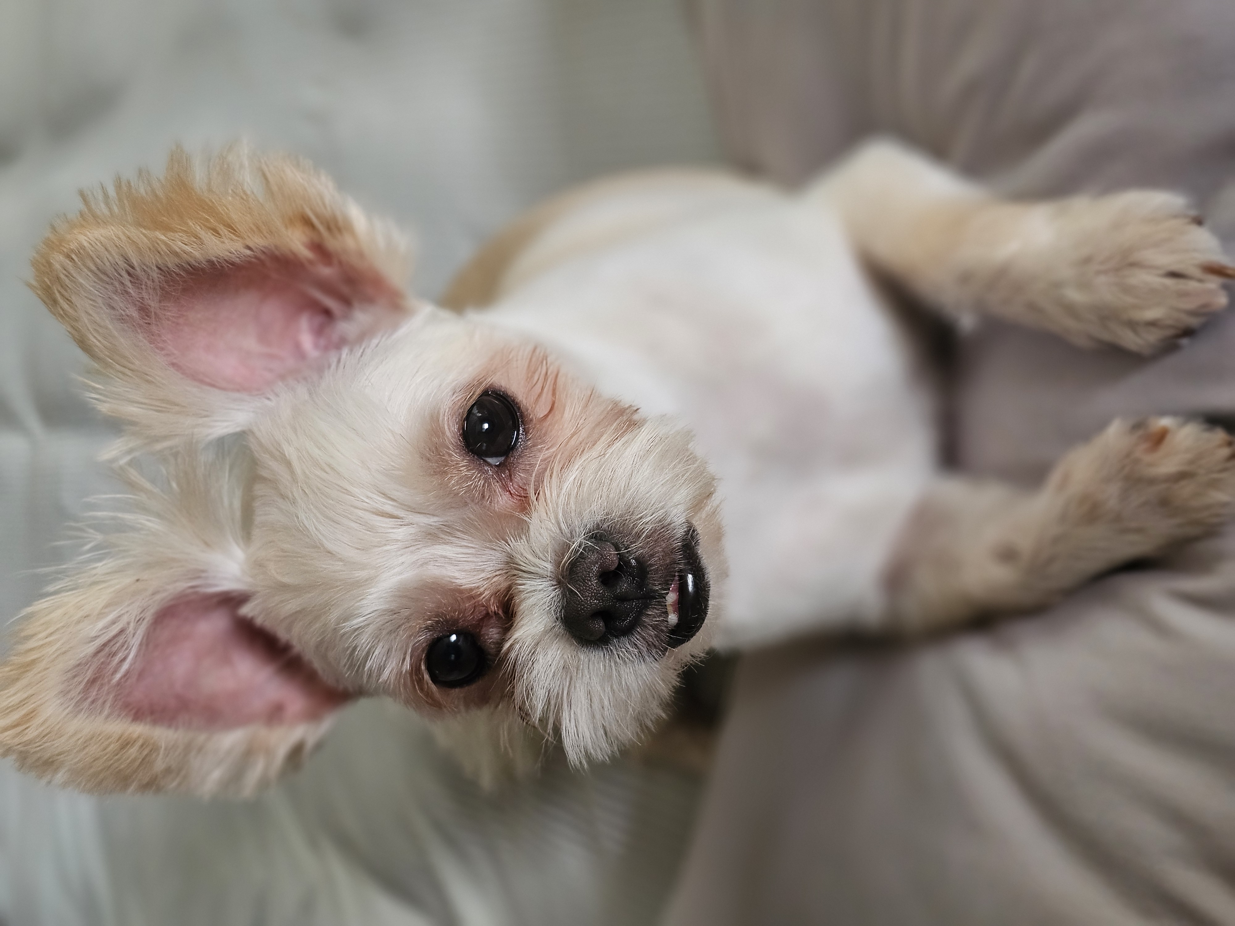 두식이(구엘디)입양2년 후기 