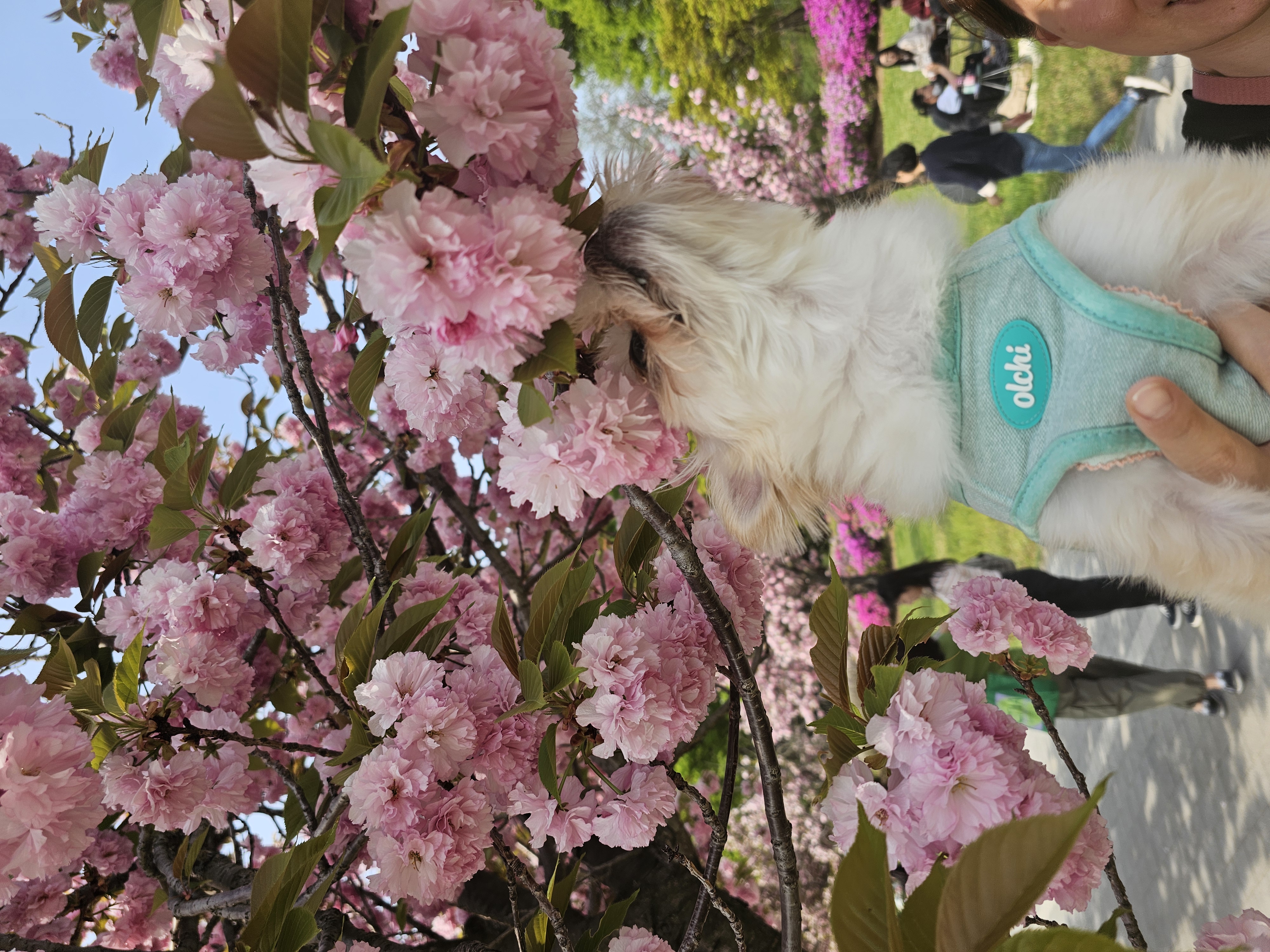 두식이(구엘디)입양2년 후기 