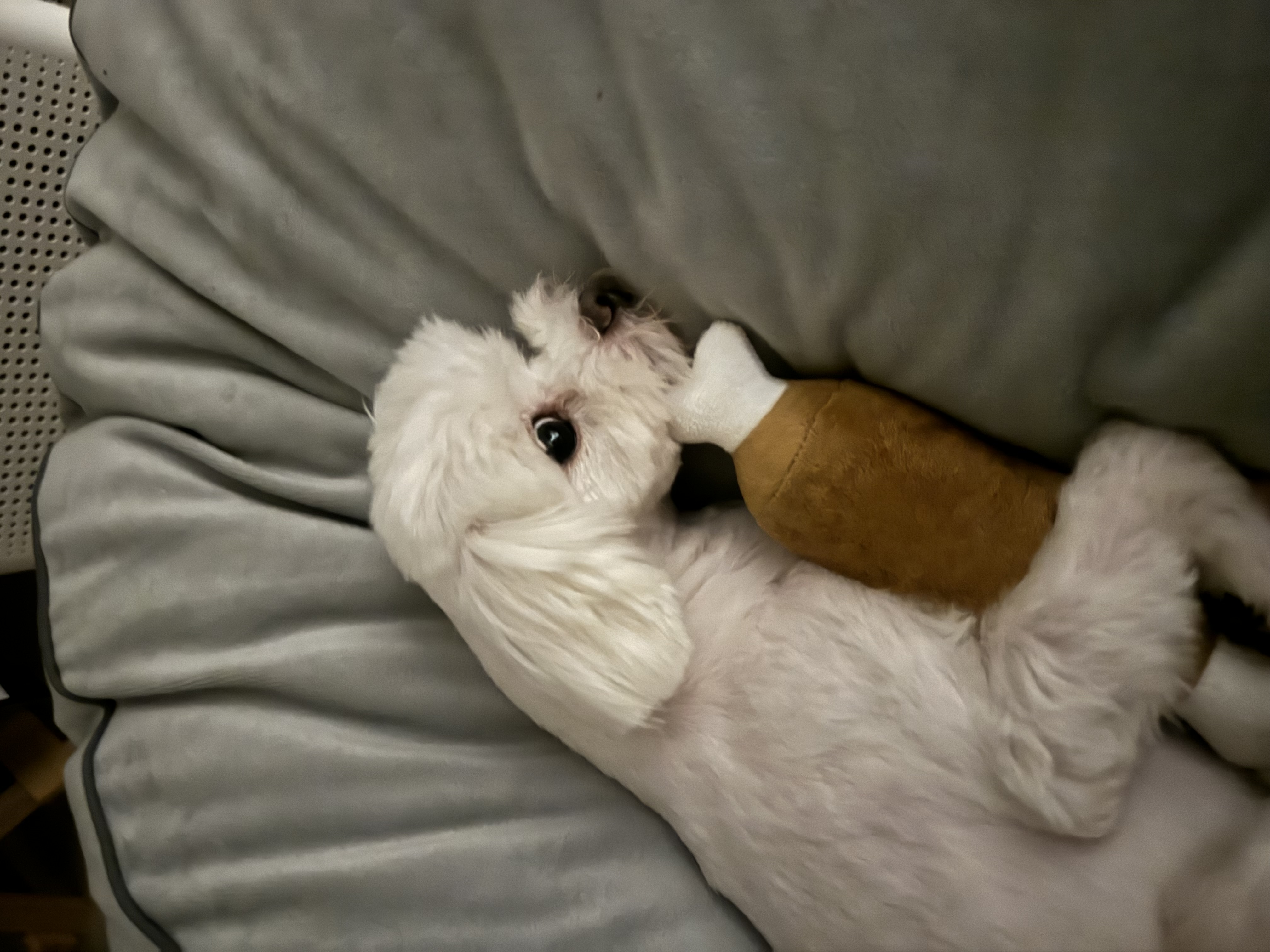 하코 임보 3개월차에요~