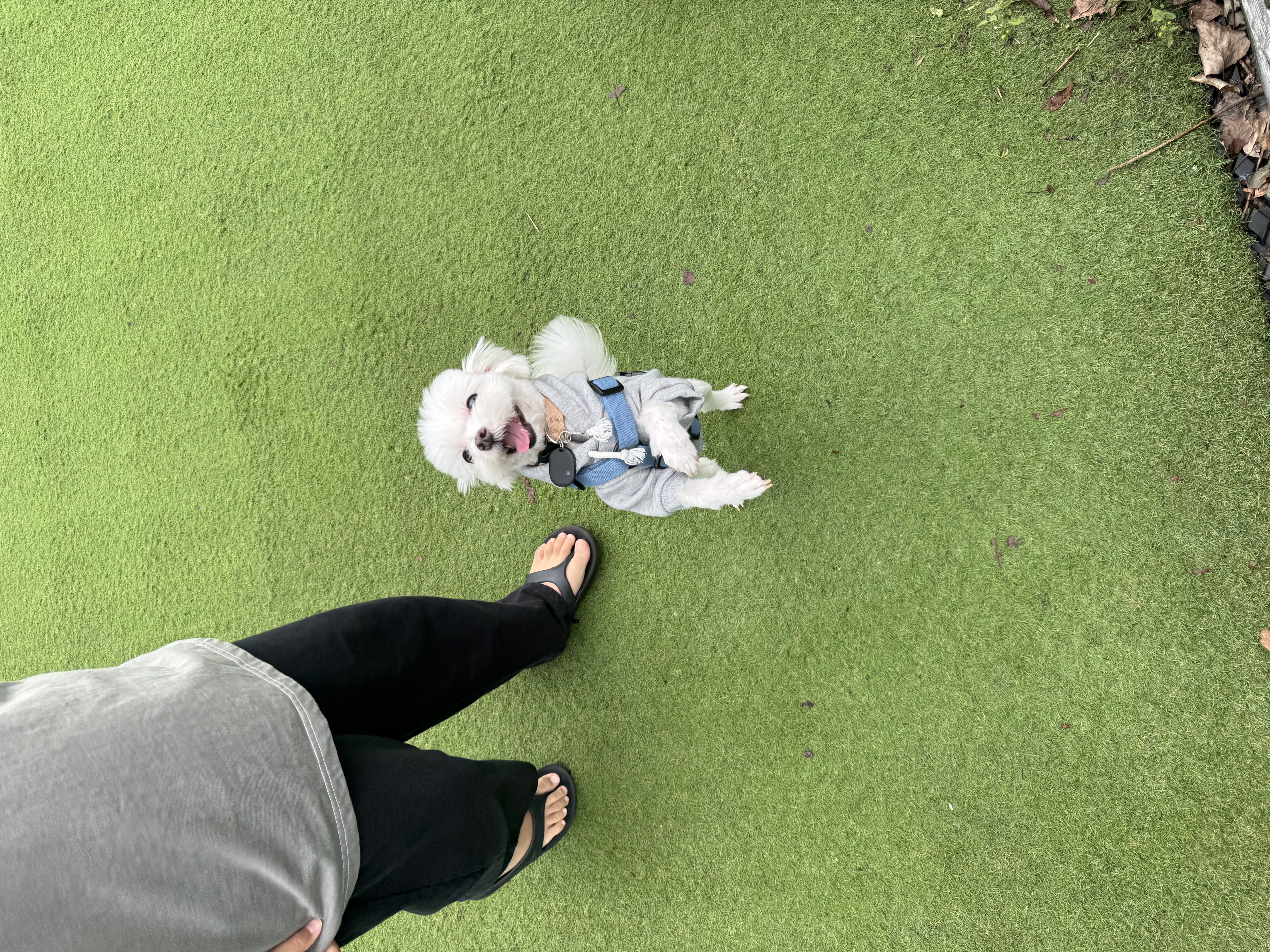 하코 임보 3개월차에요~