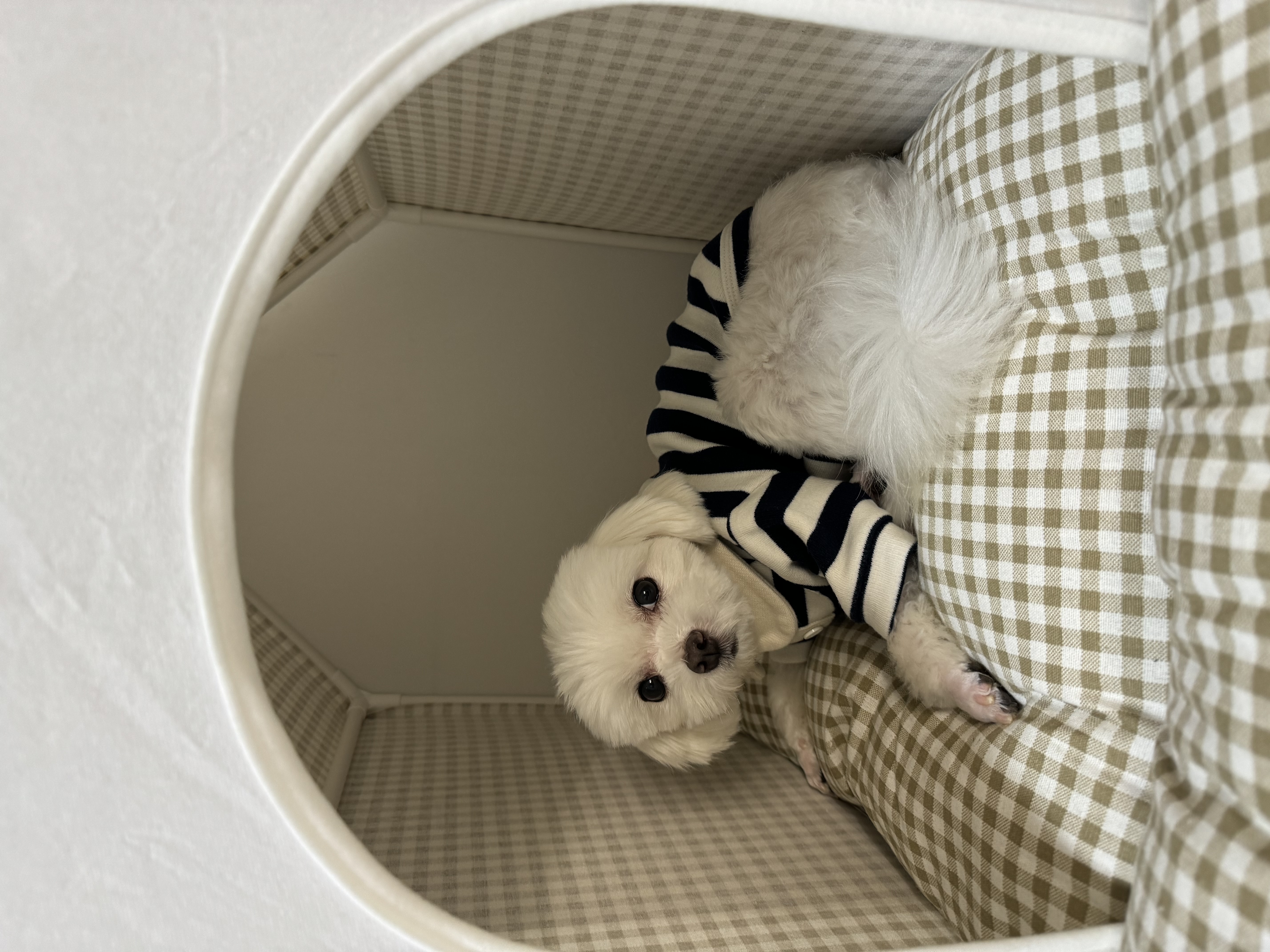 하코 임보 3개월차에요~