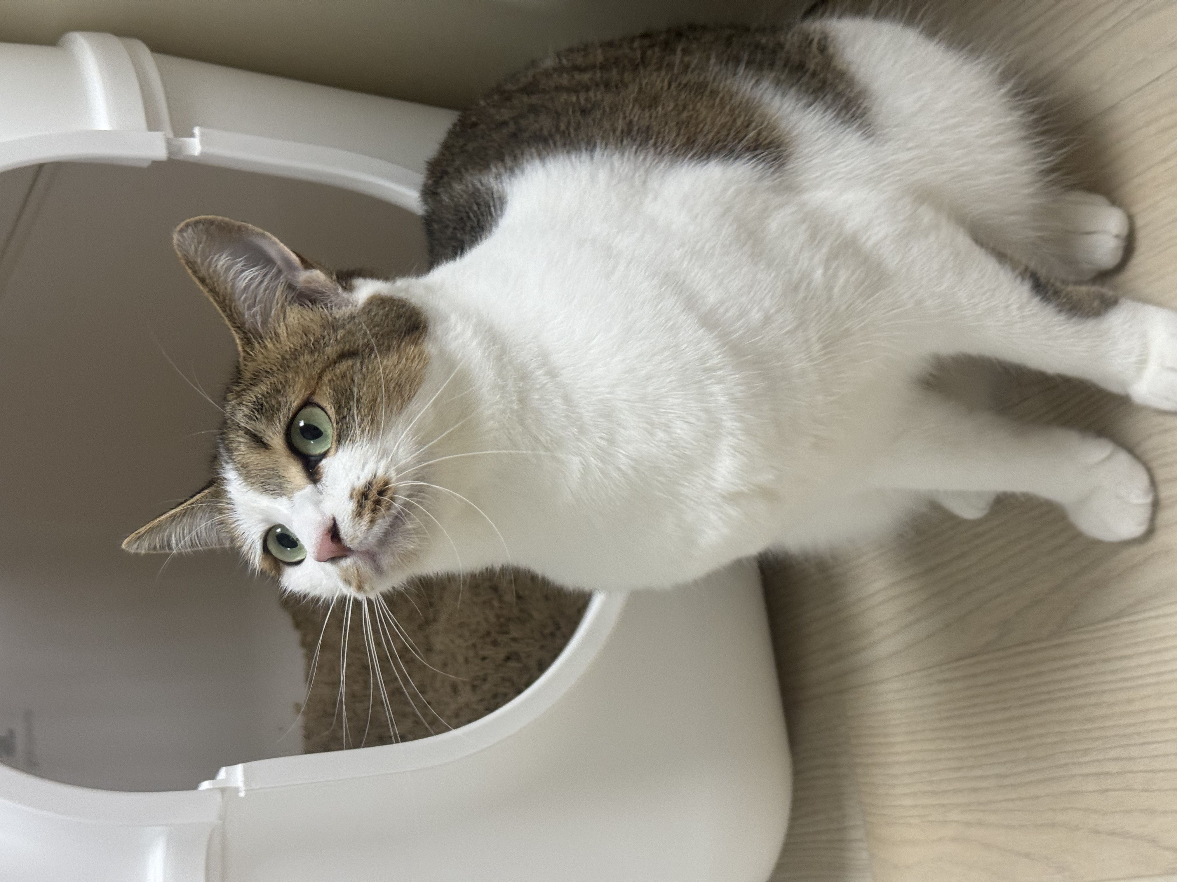 로지와 1년 (이튼이 1년 입양 후기)