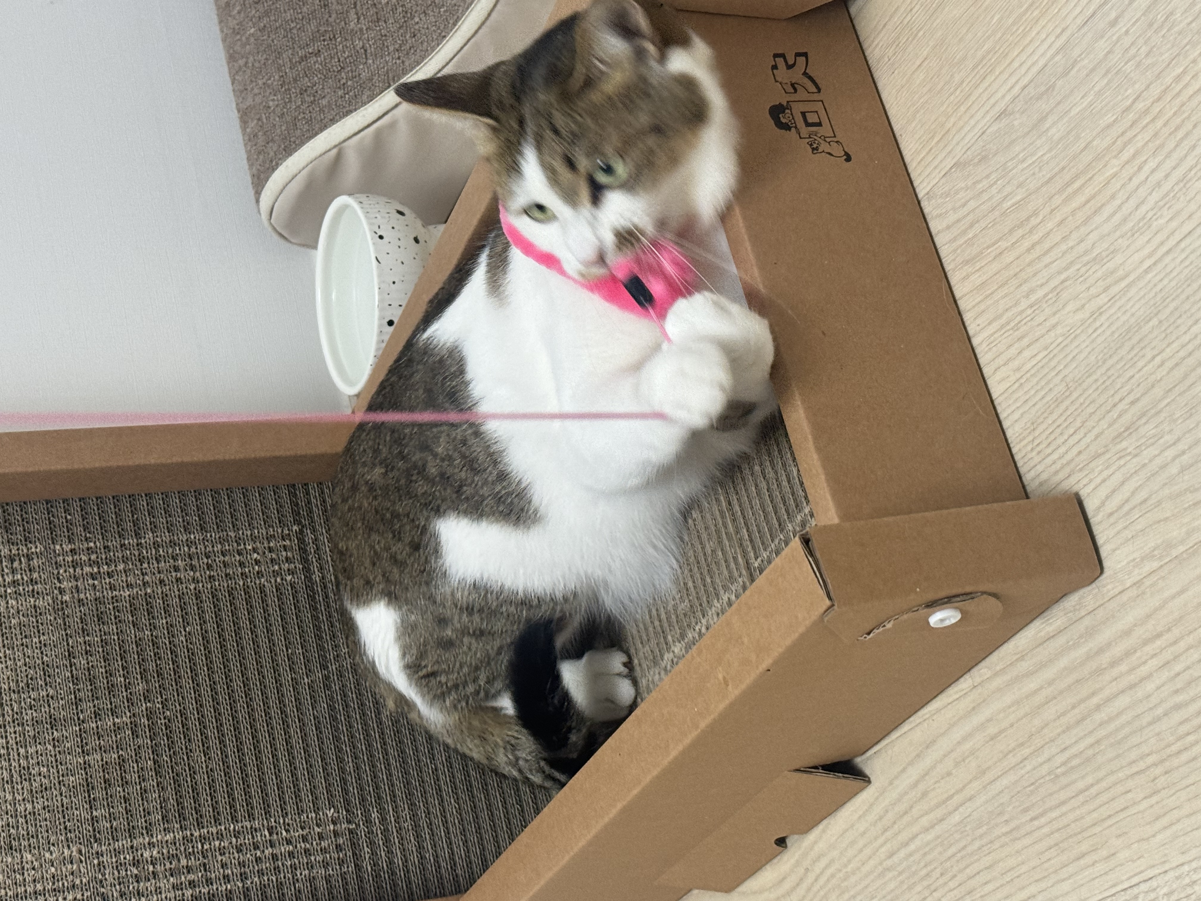 로지와 1년 (이튼이 1년 입양 후기)