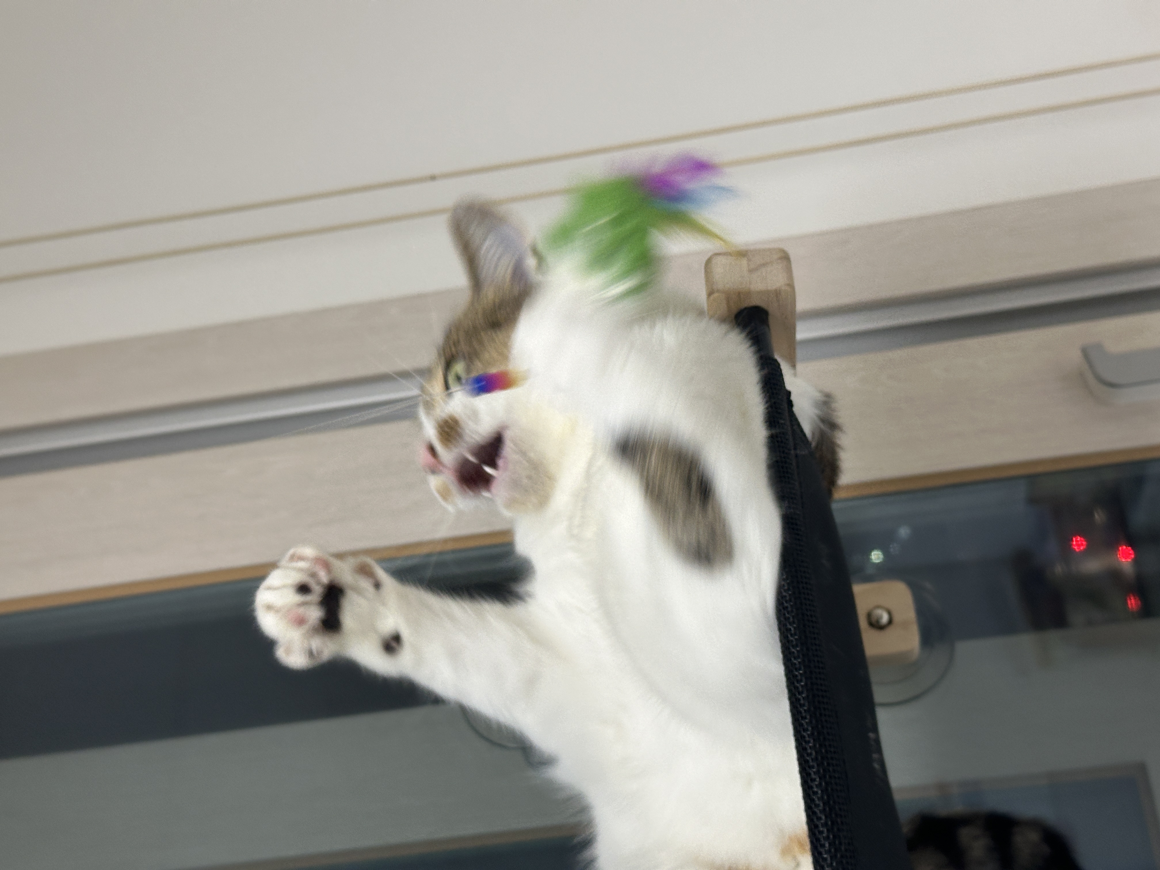 로지와 1년 (이튼이 1년 입양 후기)