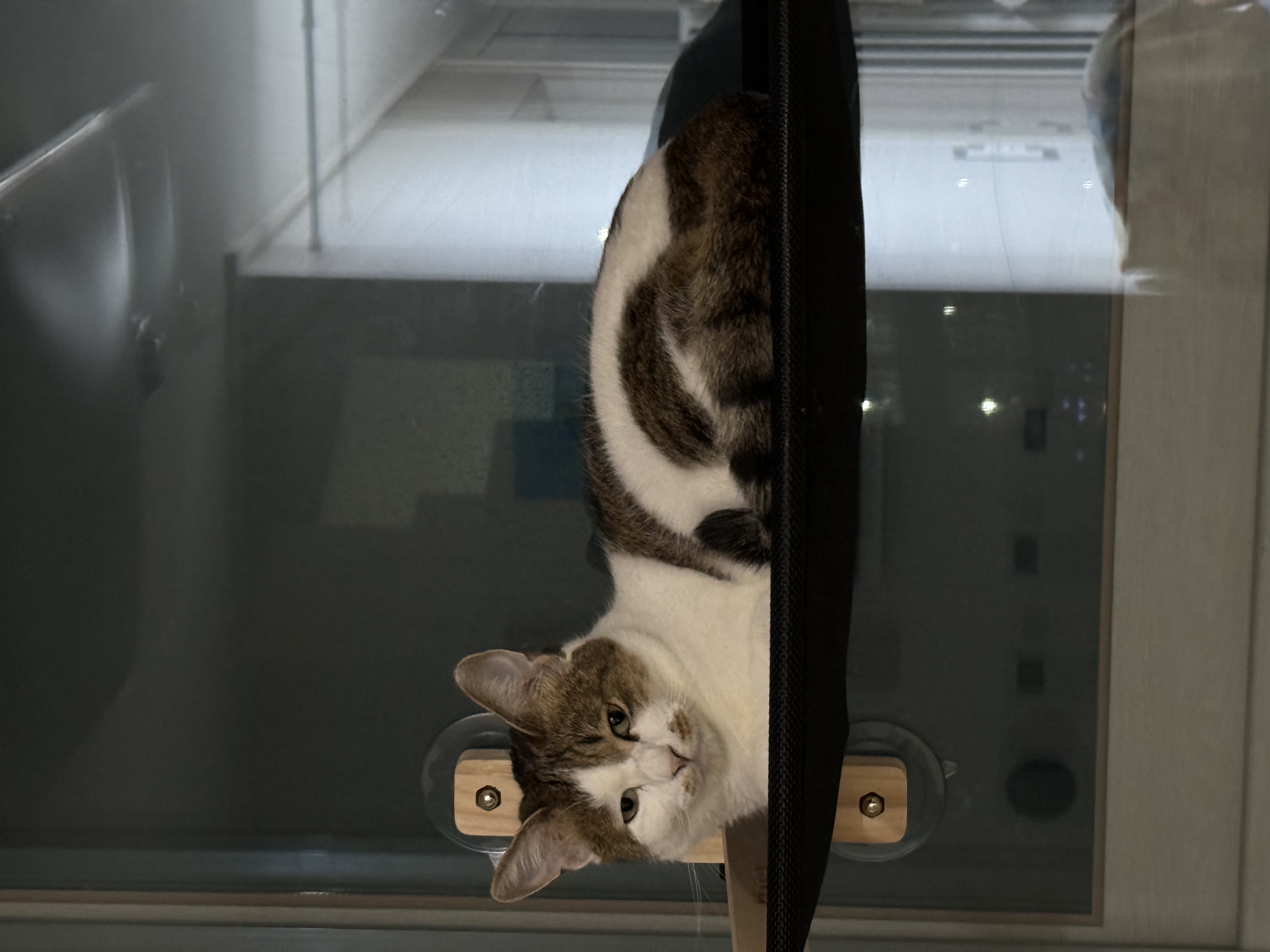 로지와 1년 (이튼이 1년 입양 후기)