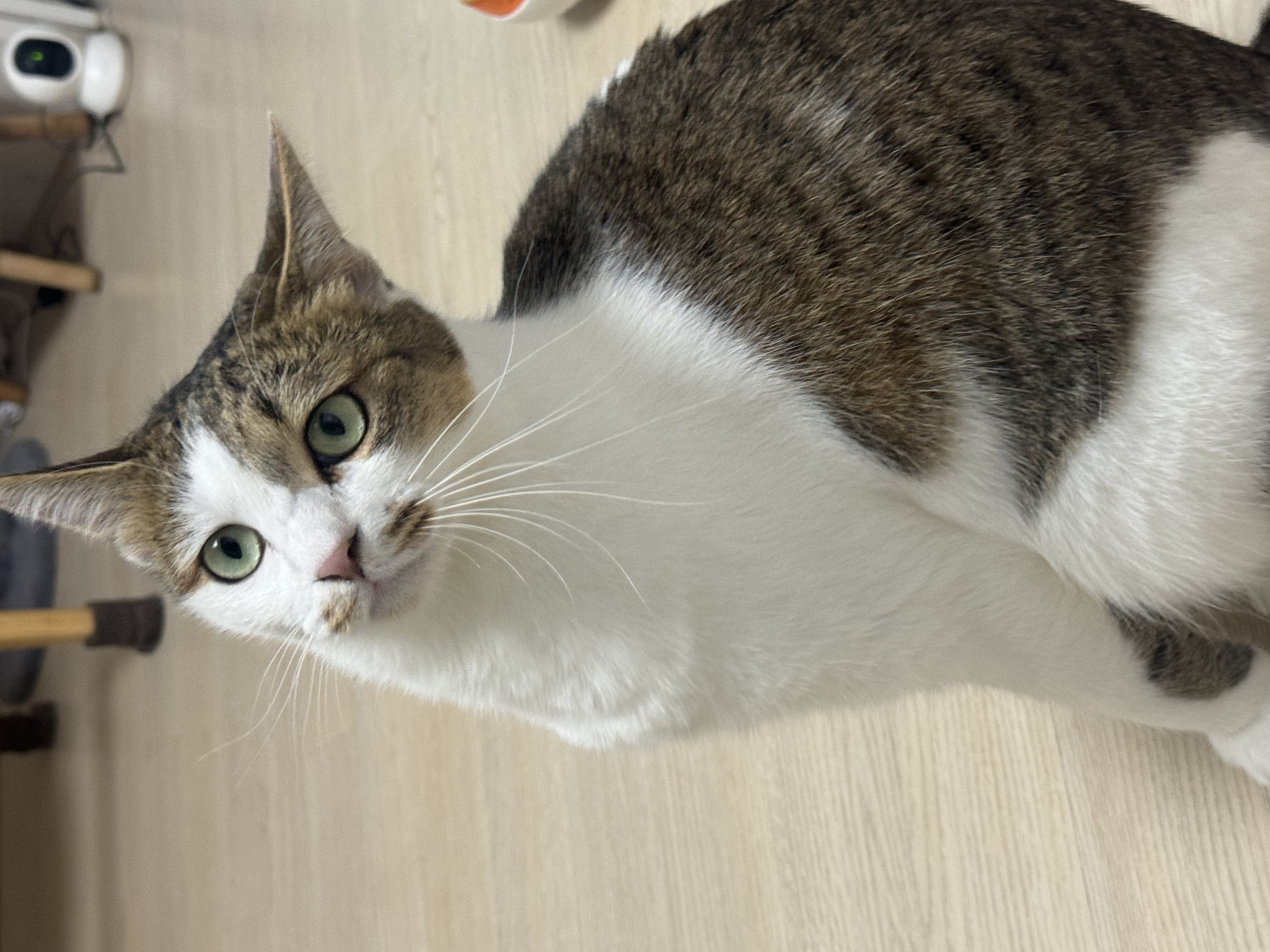 로지와 1년 (이튼이 1년 입양 후기)