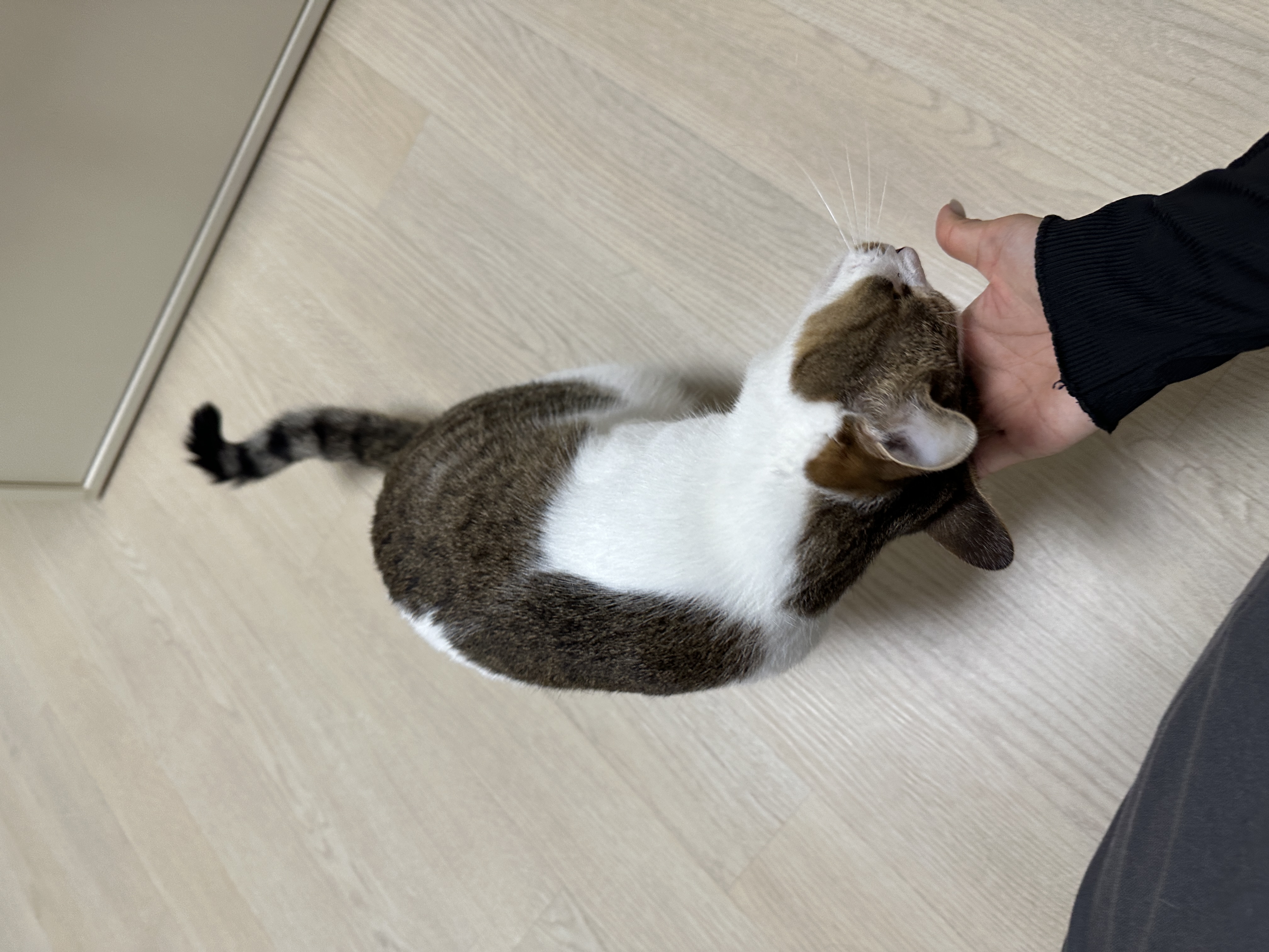 로지와 1년 (이튼이 1년 입양 후기)