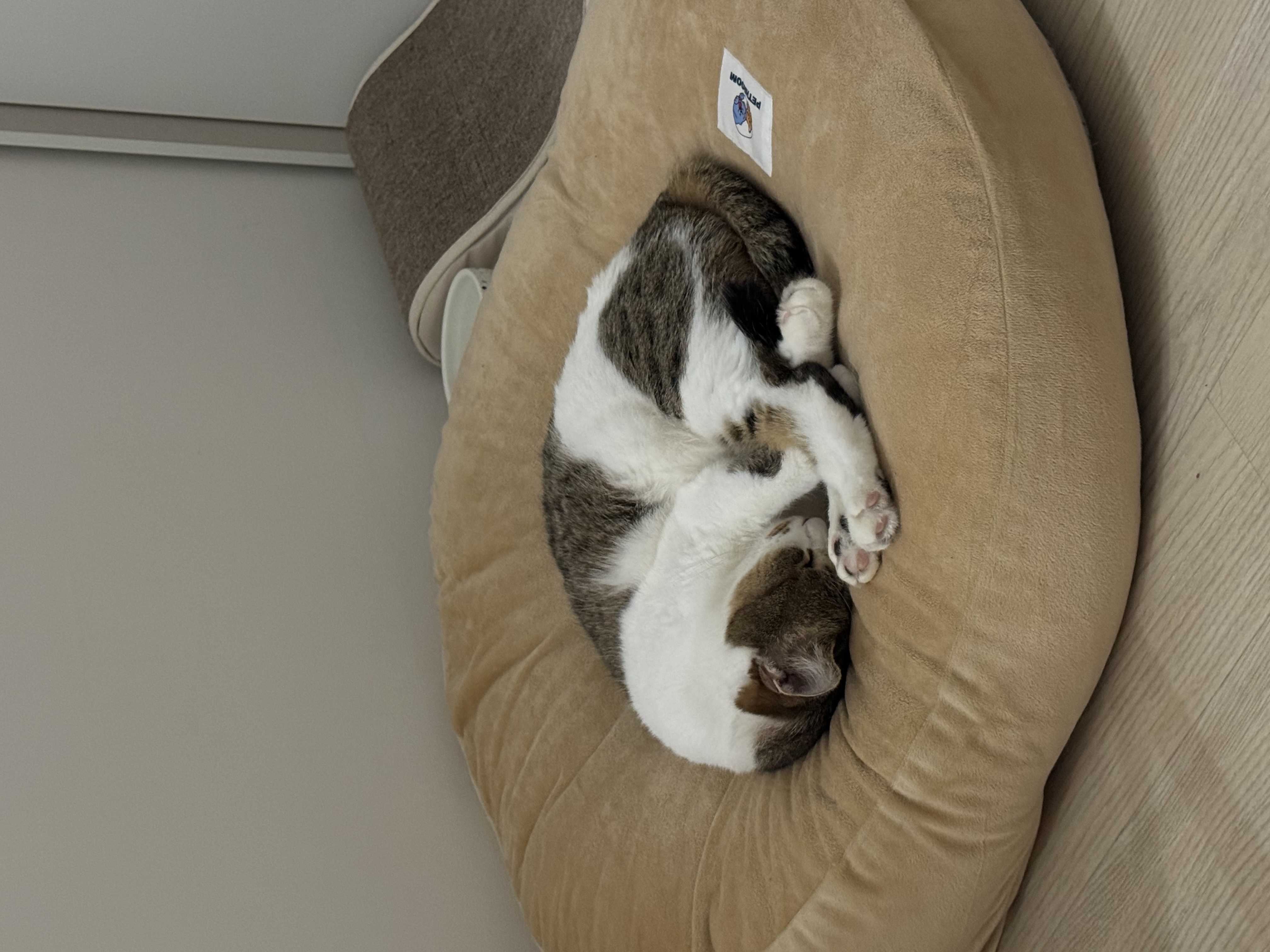 로지와 1년 (이튼이 1년 입양 후기)