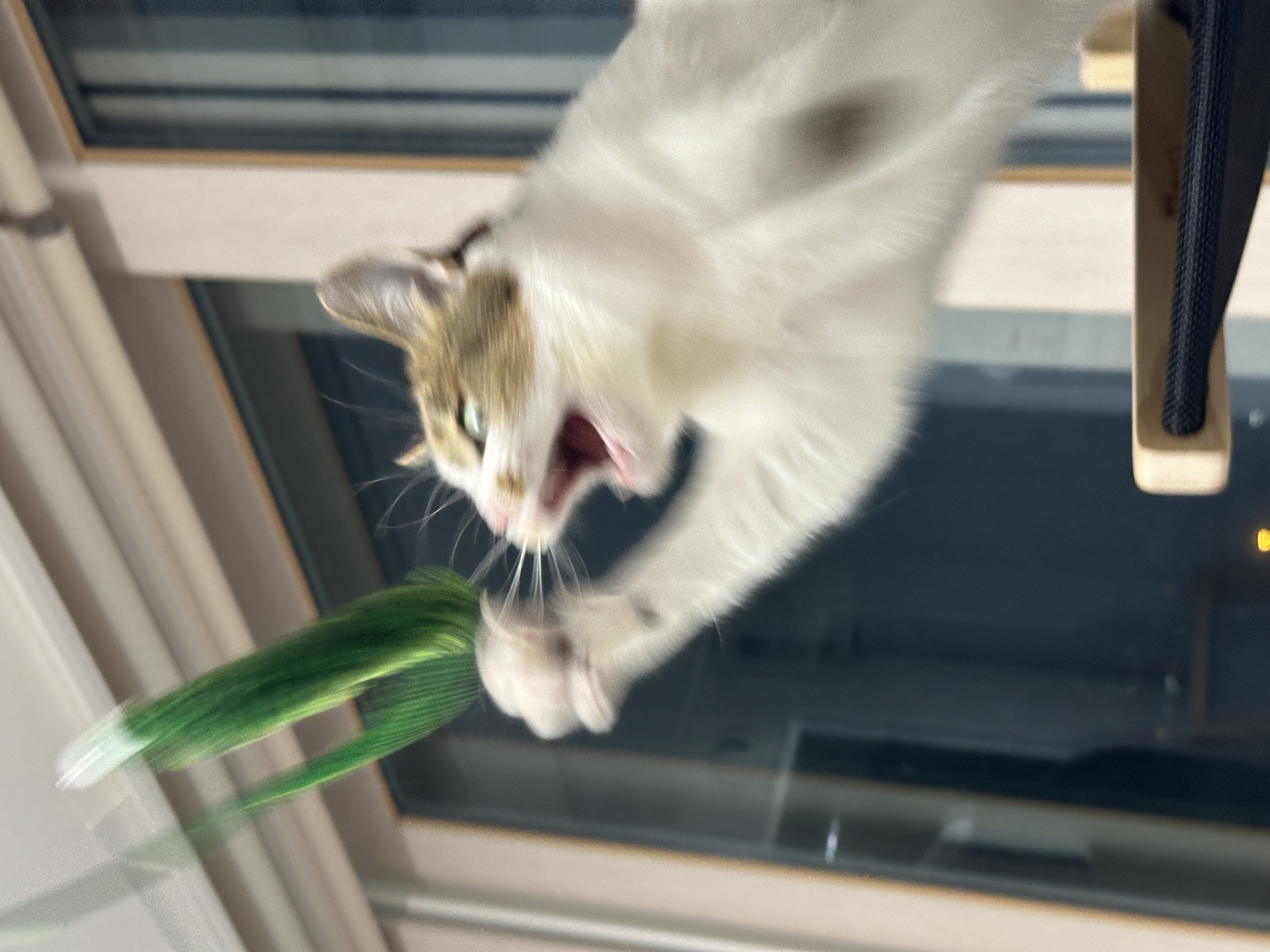 로지와 1년 (이튼이 1년 입양 후기)