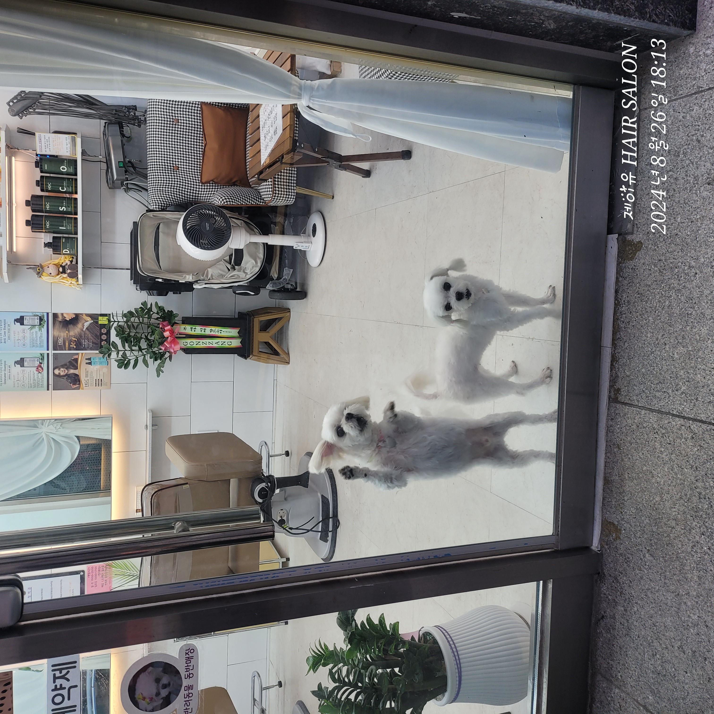 설이(구 조아)입양 1년