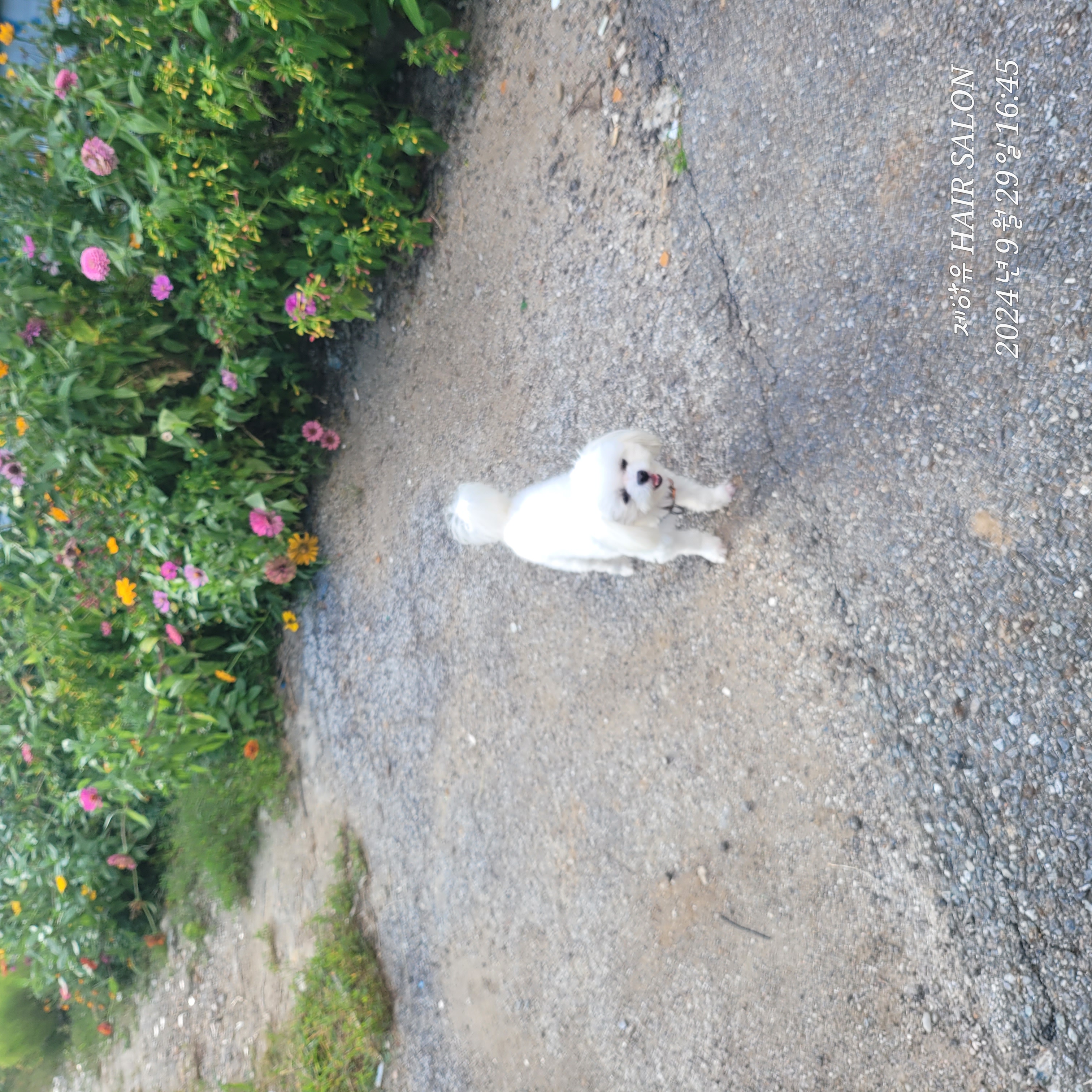 설이(구 조아)입양 1년