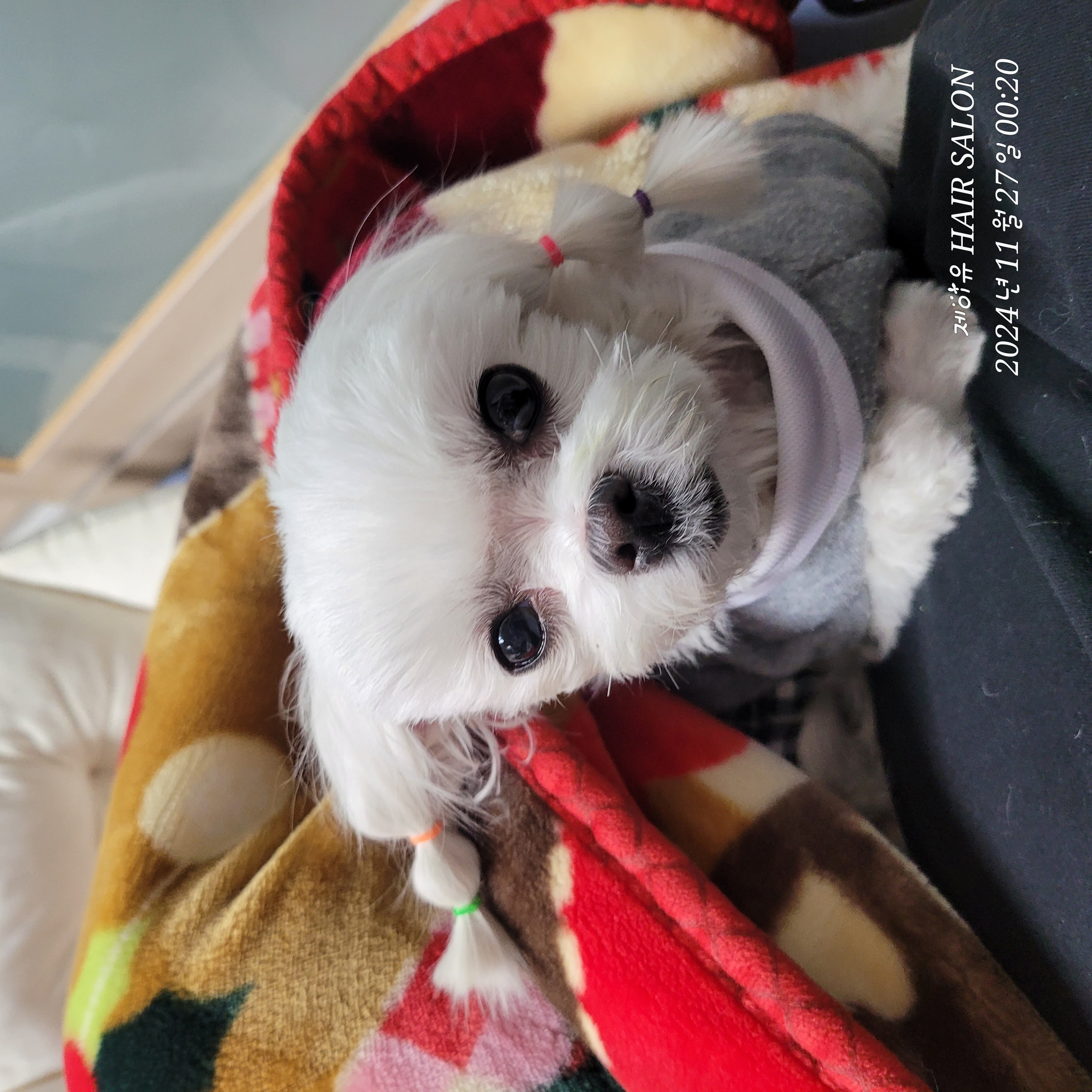 설이(구 조아)입양 1년