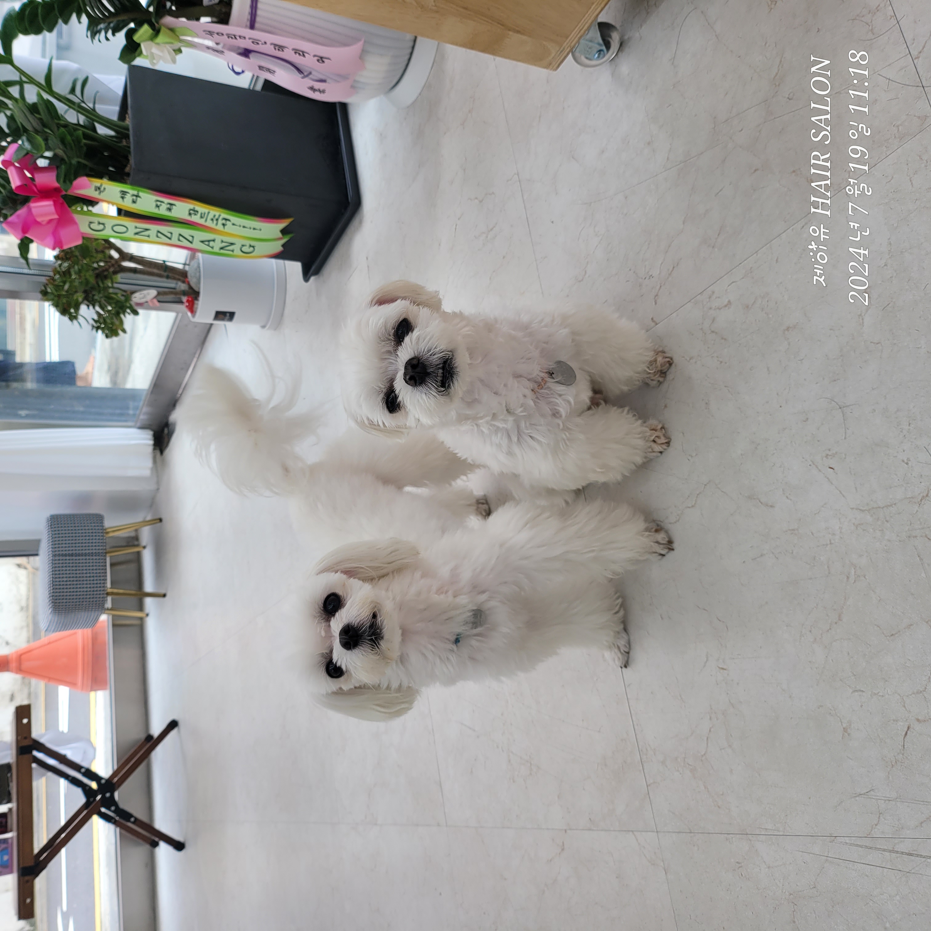 설이(구 조아)입양 1년