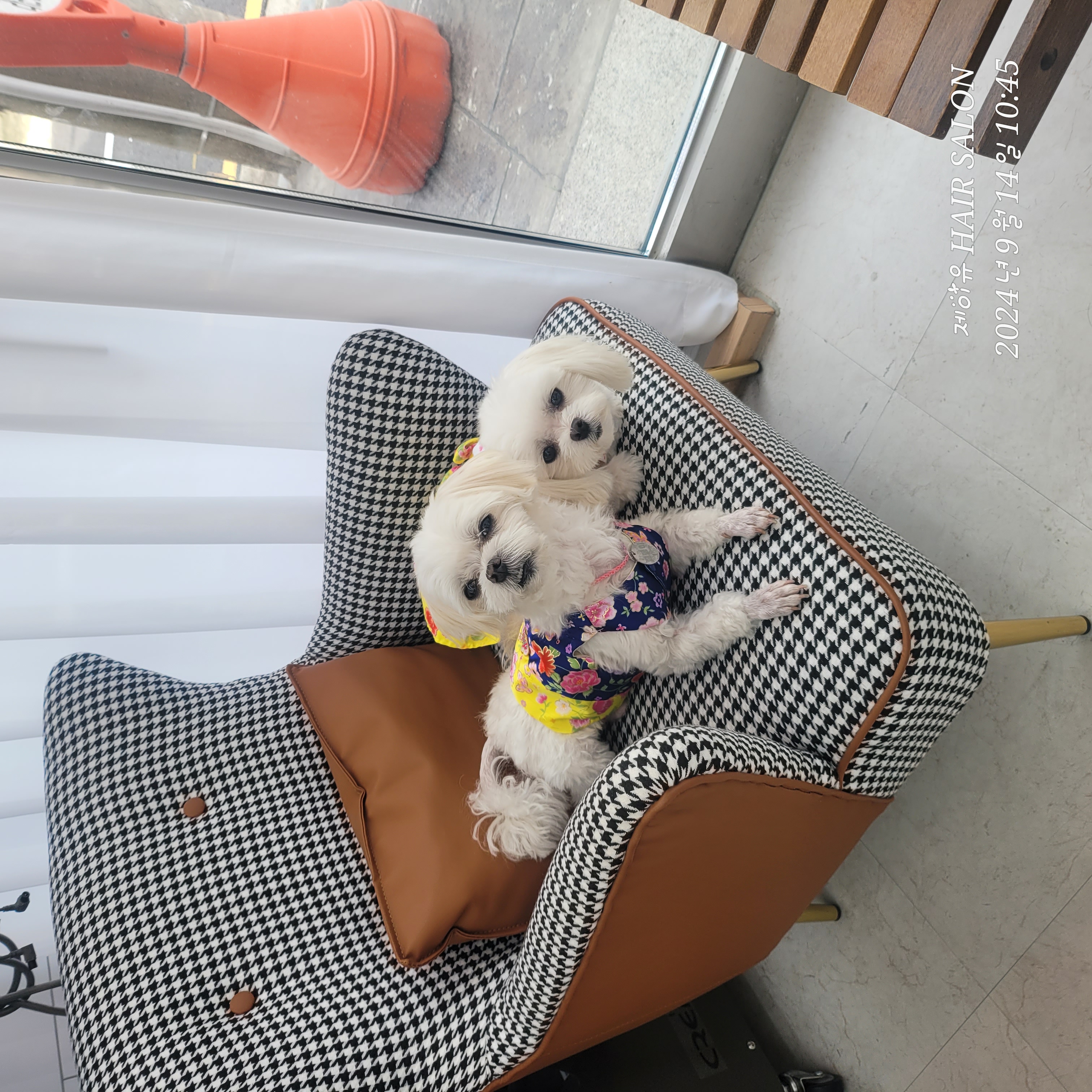 설이(구 조아)입양 1년