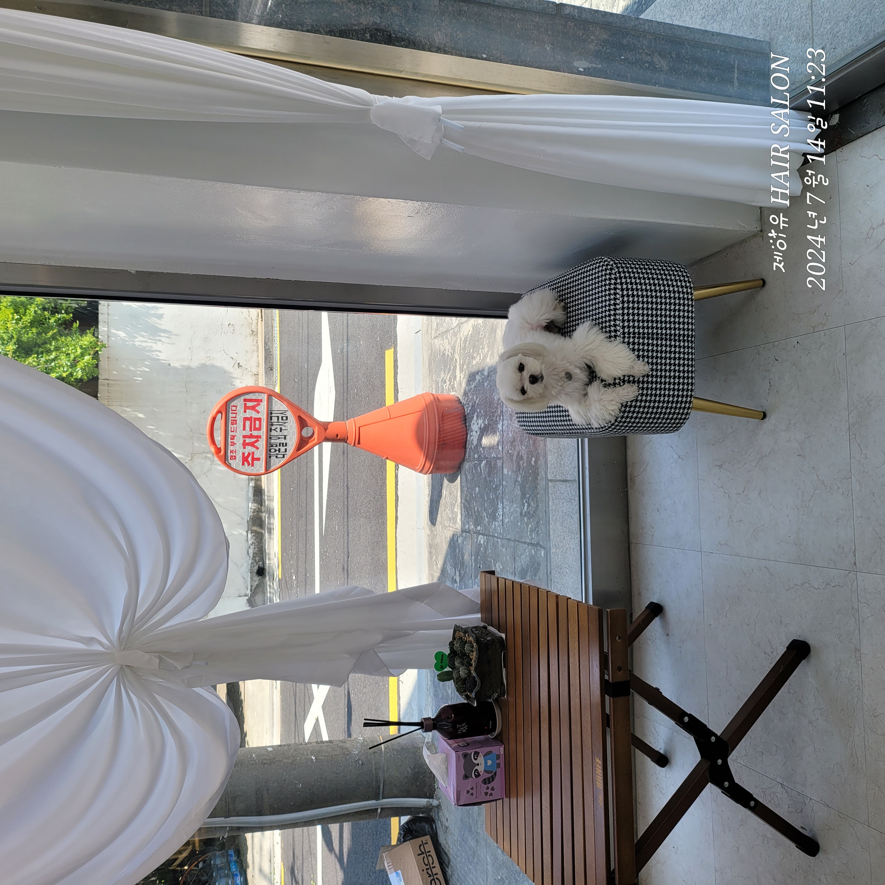 설이(구 조아)입양 1년