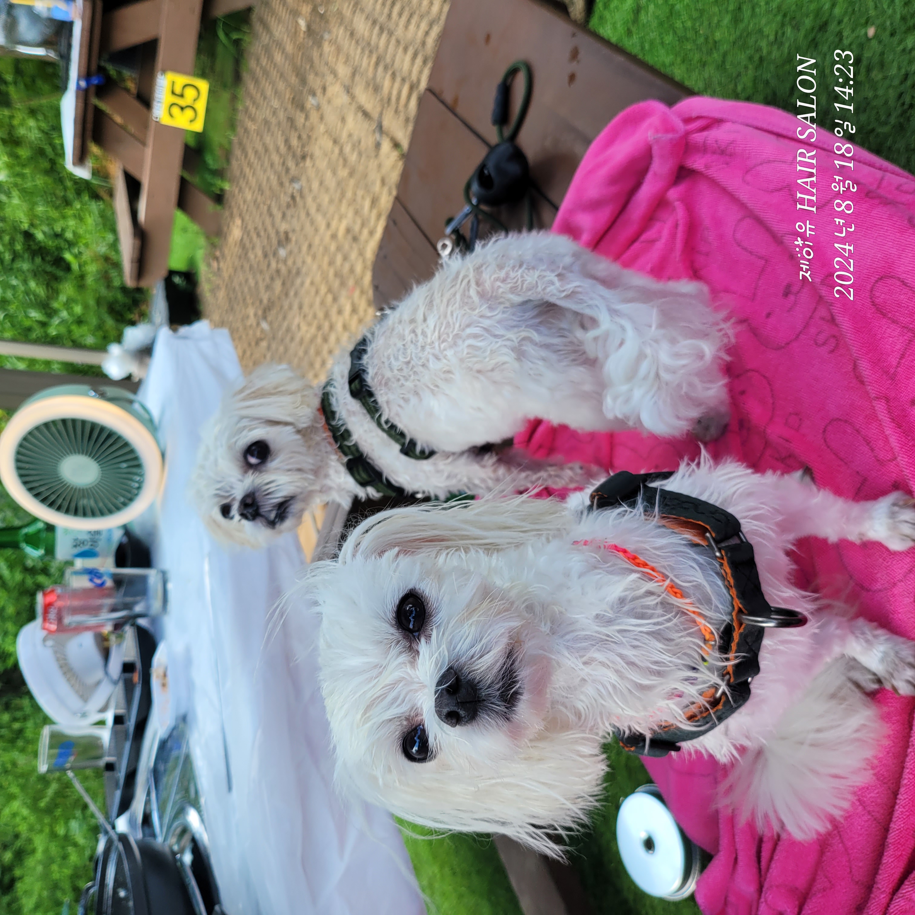 설이(구 조아)입양 1년