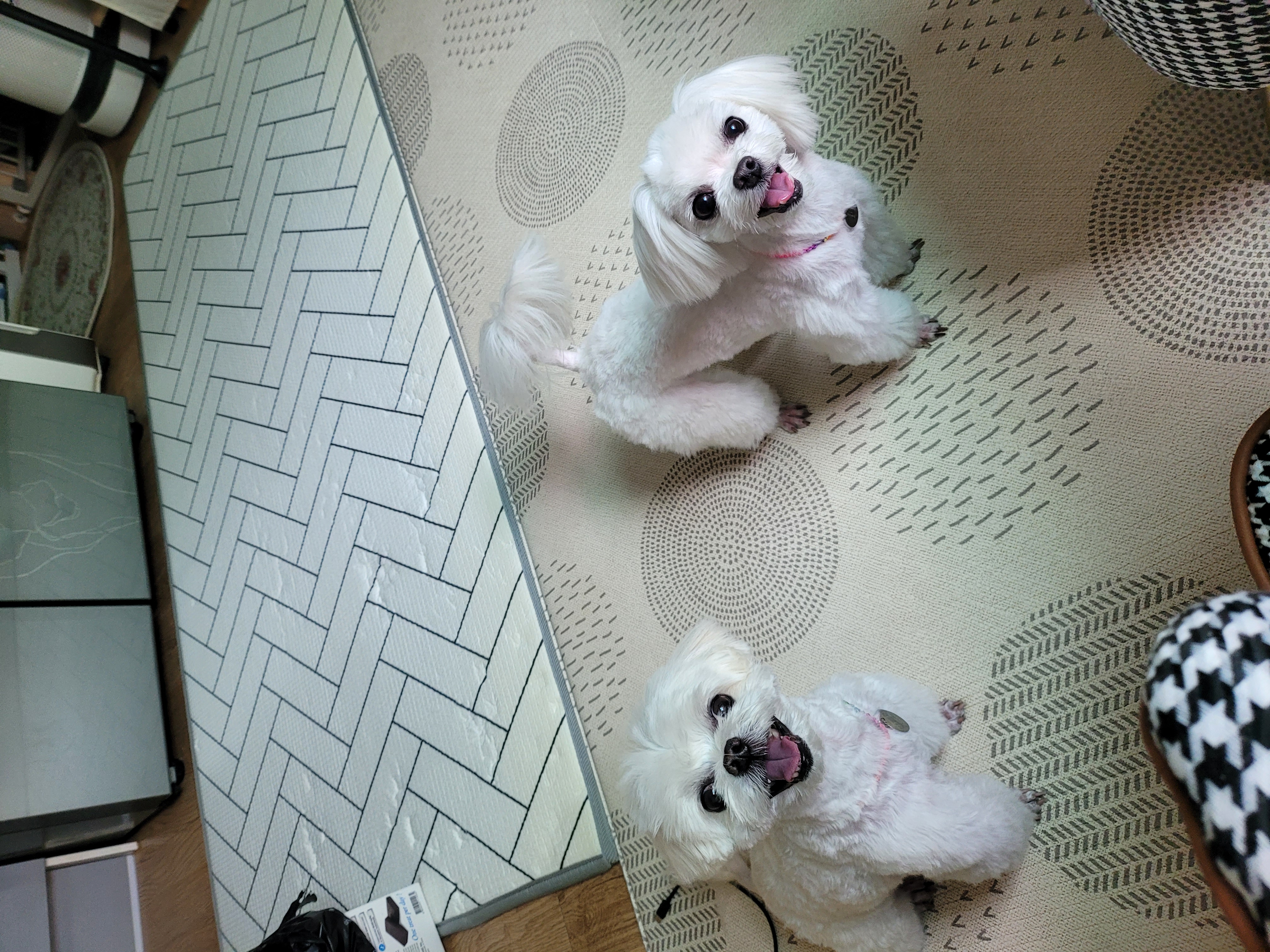 설이(구 조아)입양 1년