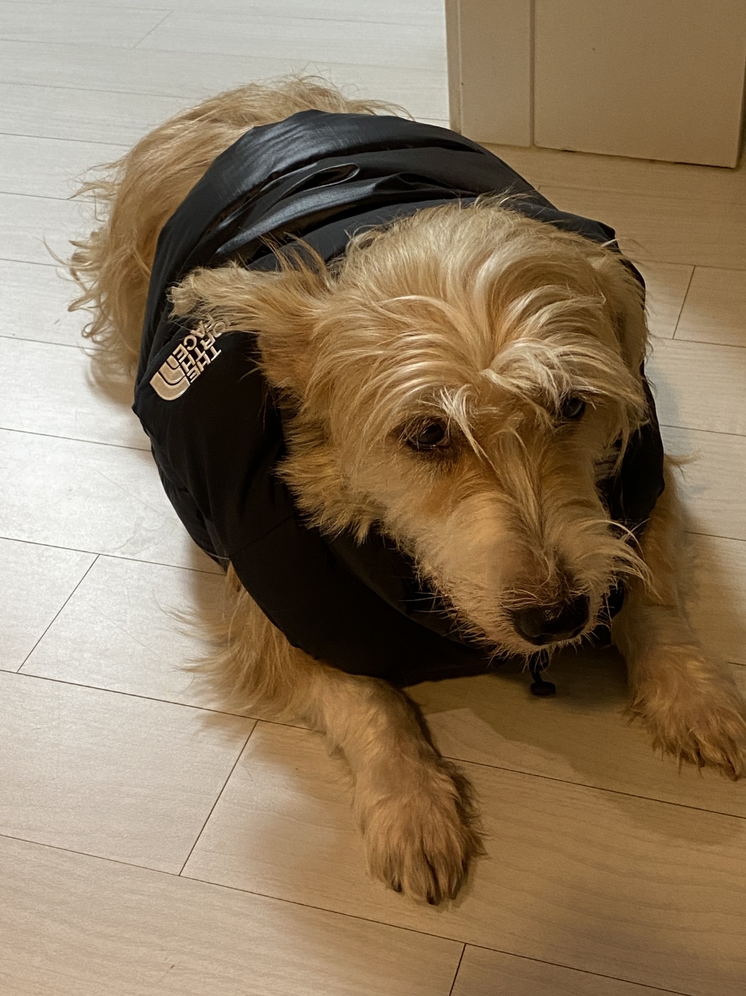 동자연에서 함께 구조된 엘리사, 엘리나(현재 하늘이)가 3년만에 만났어요. 