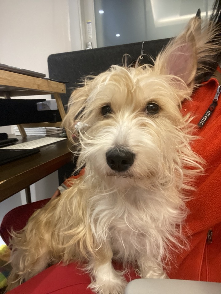 동자연에서 함께 구조된 엘리사, 엘리나(현재 하늘이)가 3년만에 만났어요. 