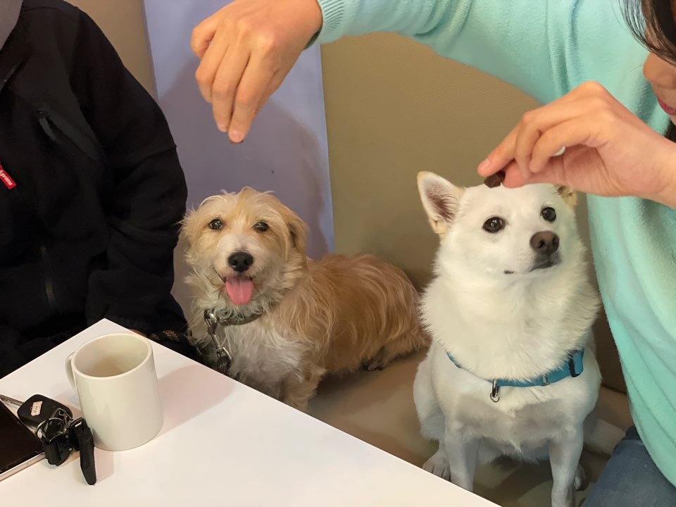 동자연에서 함께 구조된 엘리사, 엘리나(현재 하늘이)가 3년만에 만났어요. 