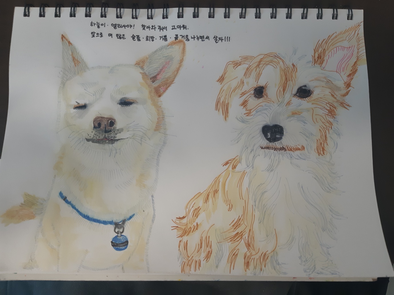 동자연에서 함께 구조된 엘리사, 엘리나(현재 하늘이)가 3년만에 만났어요. 