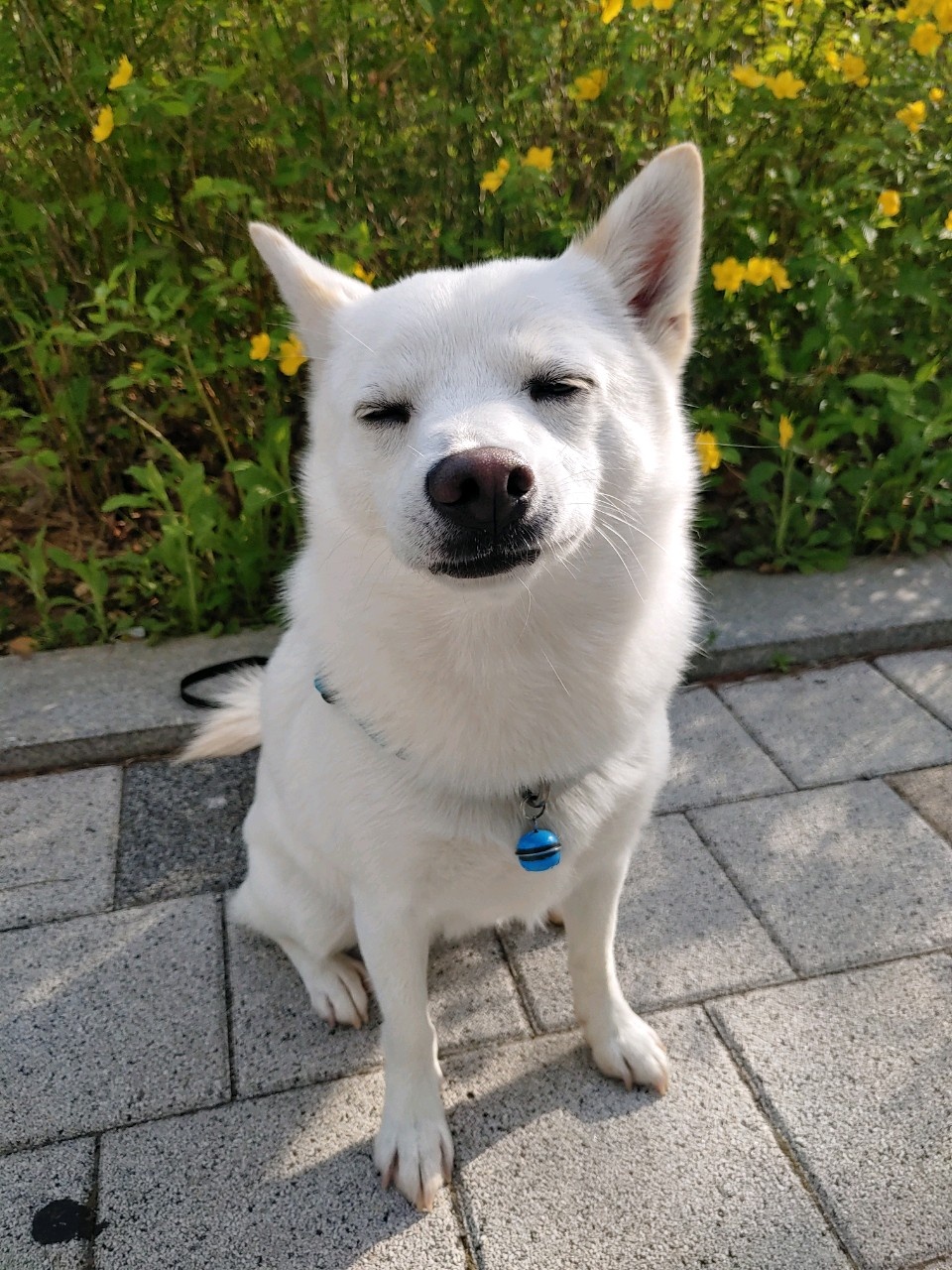 동자연에서 함께 구조된 엘리사, 엘리나(현재 하늘이)가 3년만에 만났어요. 