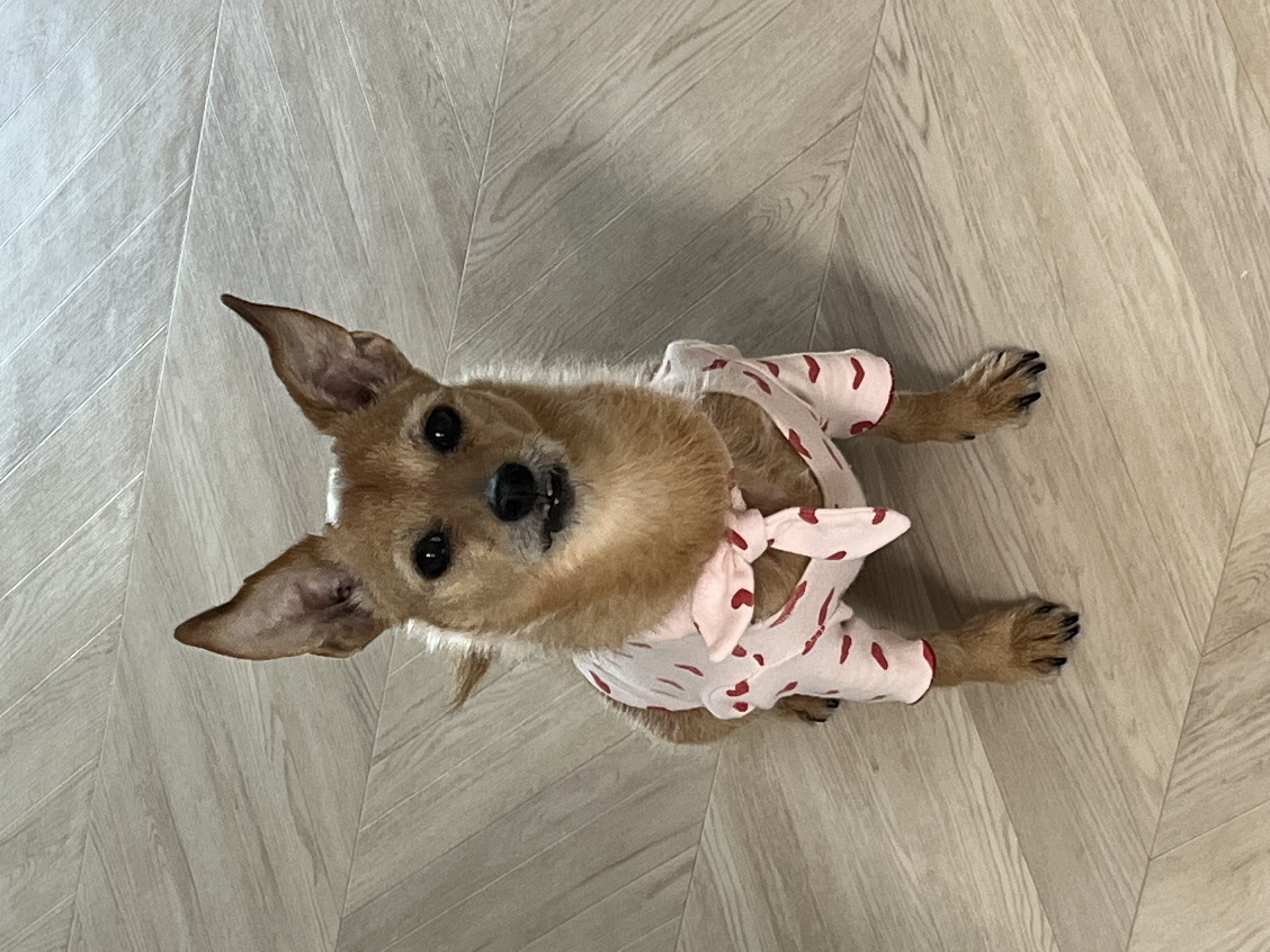 지지(다솜이)가 떠난지 3개월 됐어요.