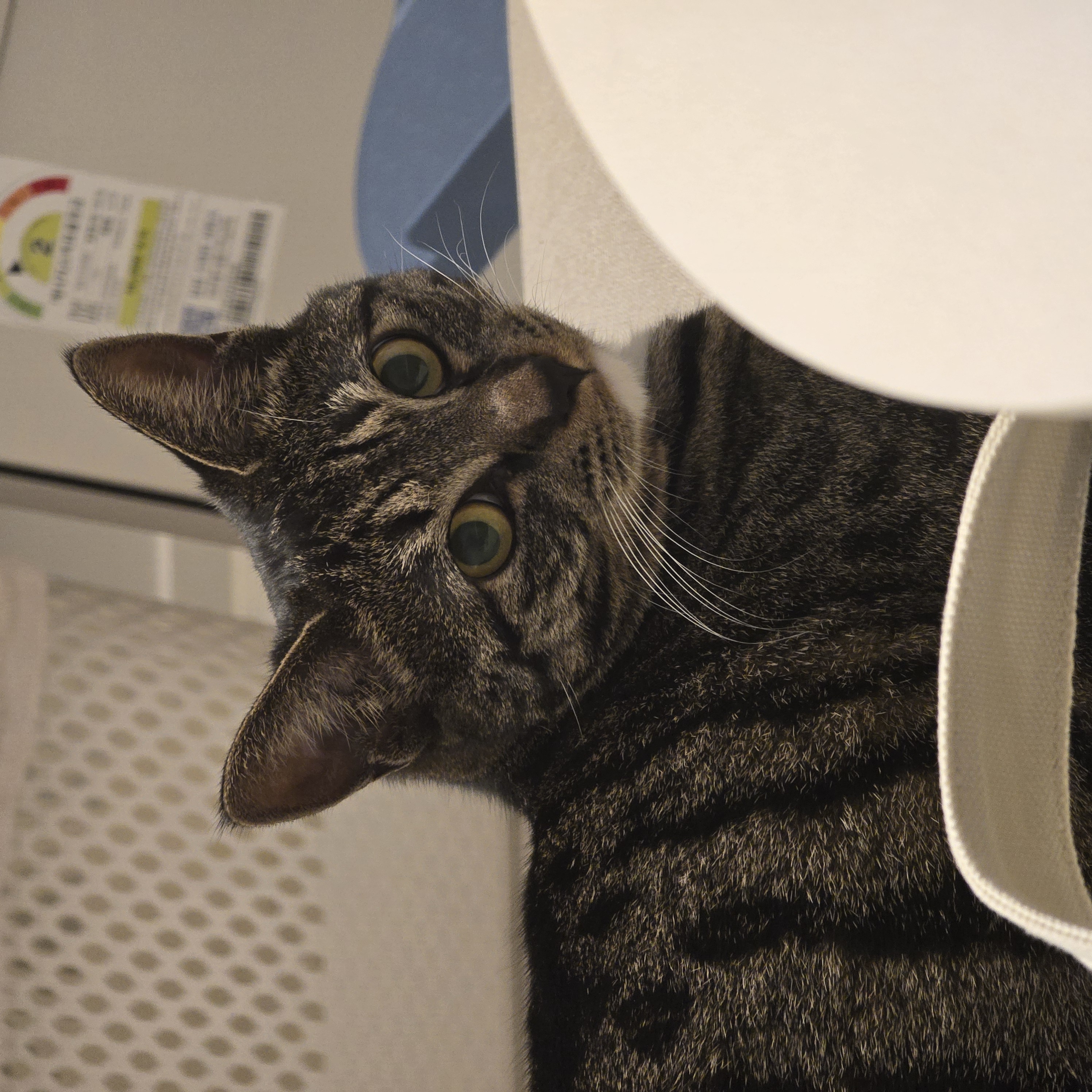 나린이 (현 다미)의 1년동안 사진일기