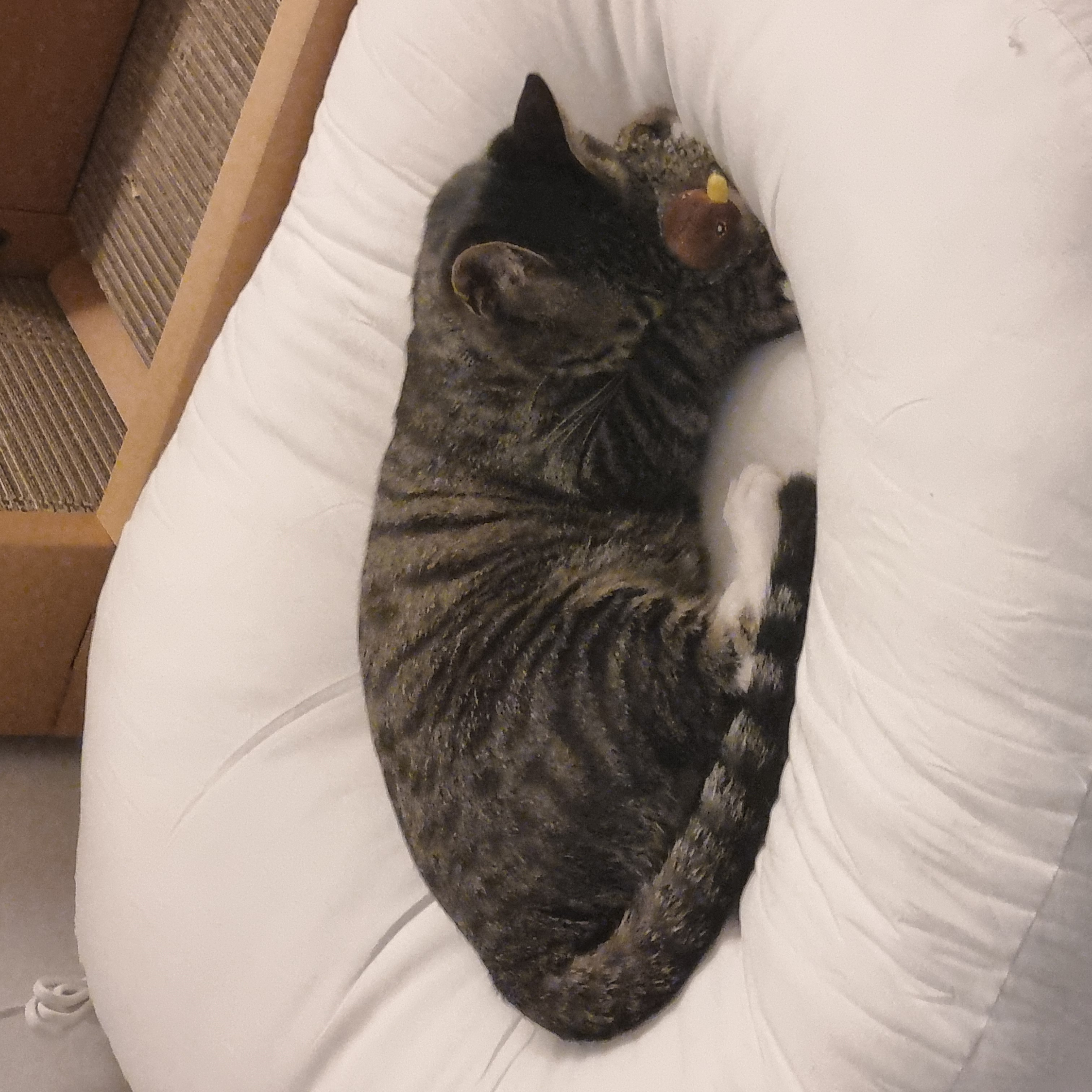 나린이 (현 다미)의 1년동안 사진일기