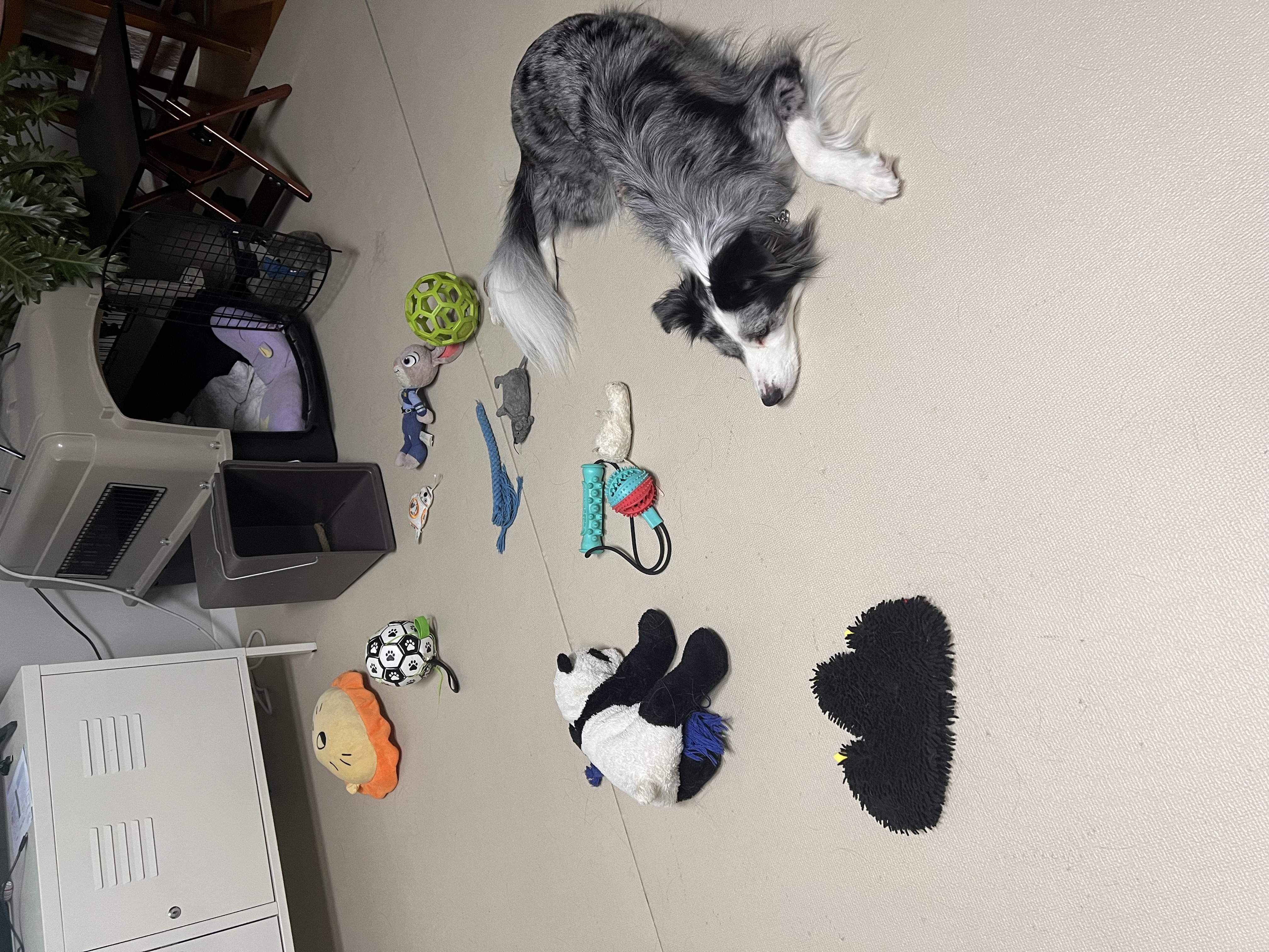 샤인이 입양 5년