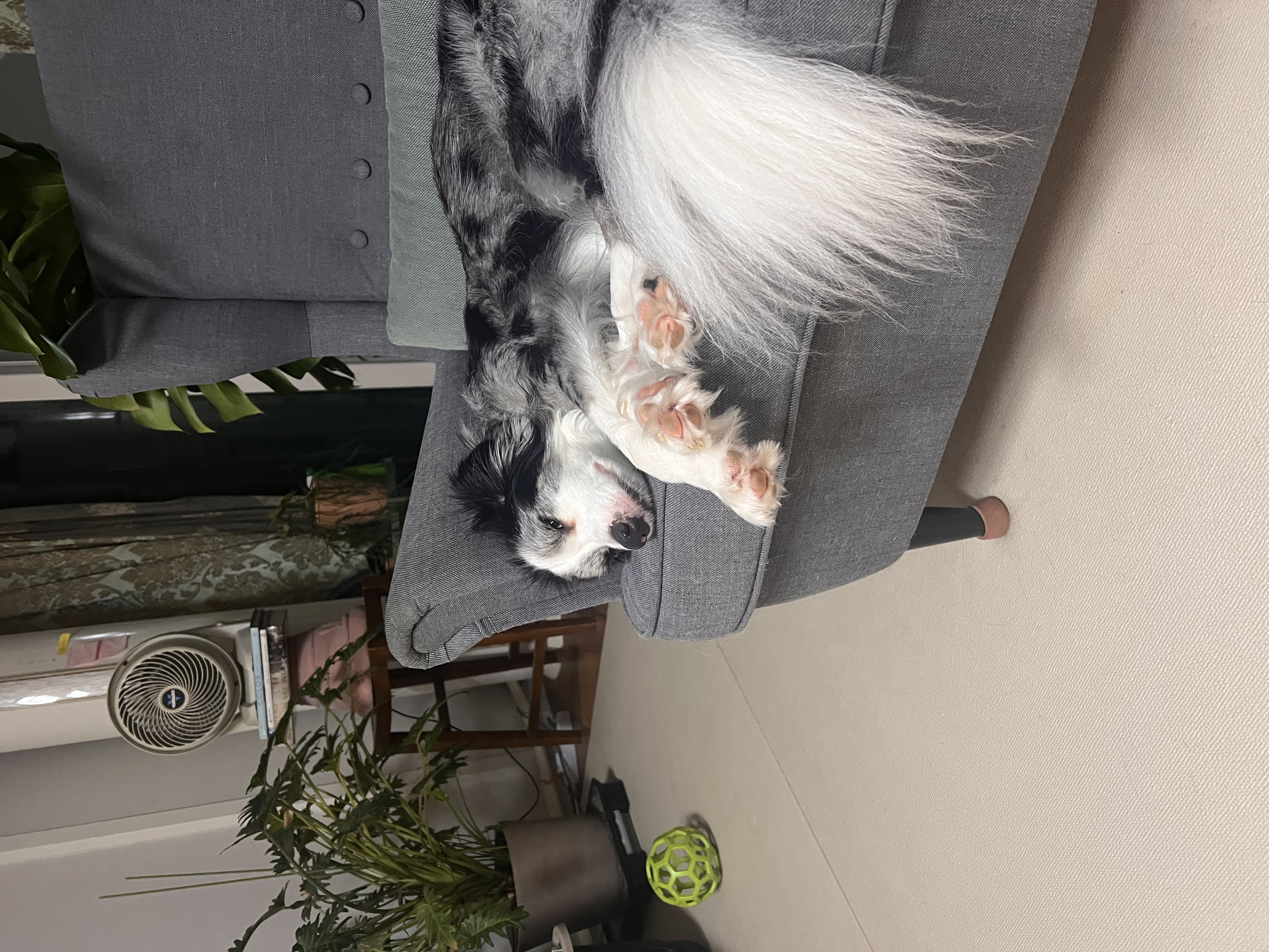 샤인이 입양 5년