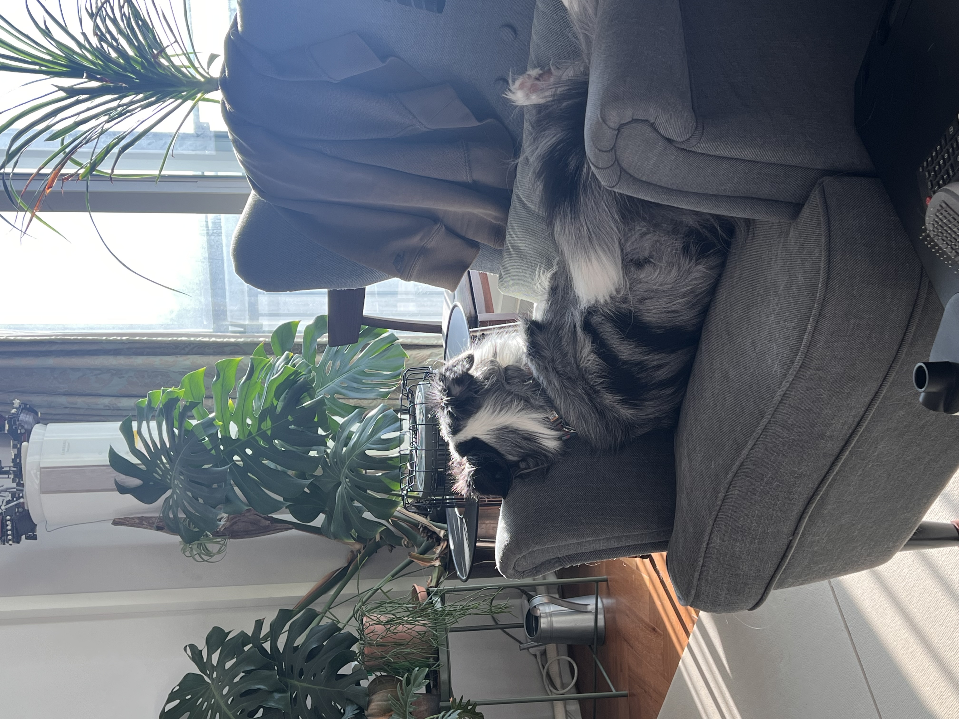 샤인이 입양 5년