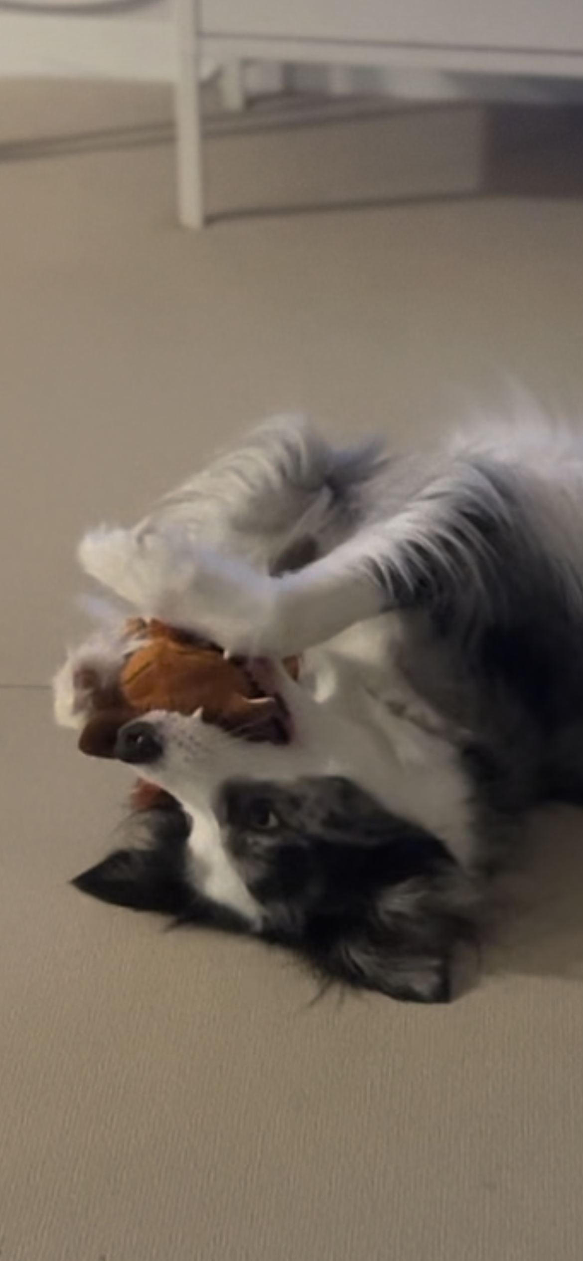 샤인이 입양 5년